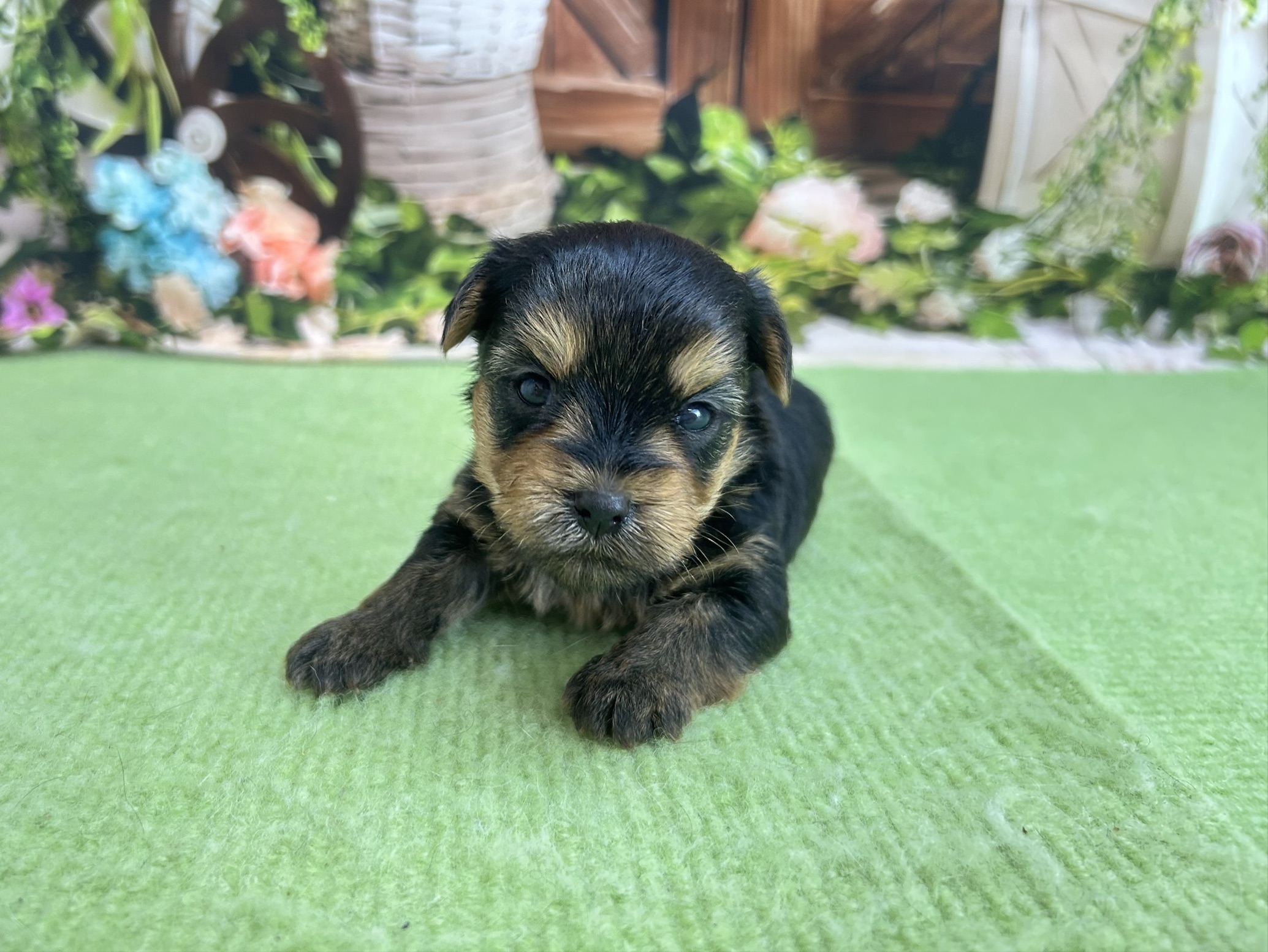 赤ちゃん写真1-1