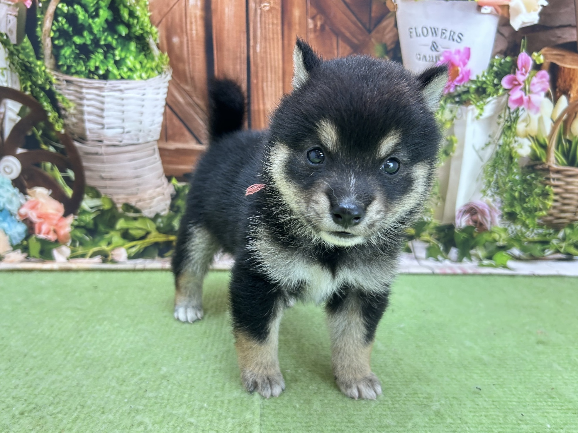 赤ちゃん写真2-1