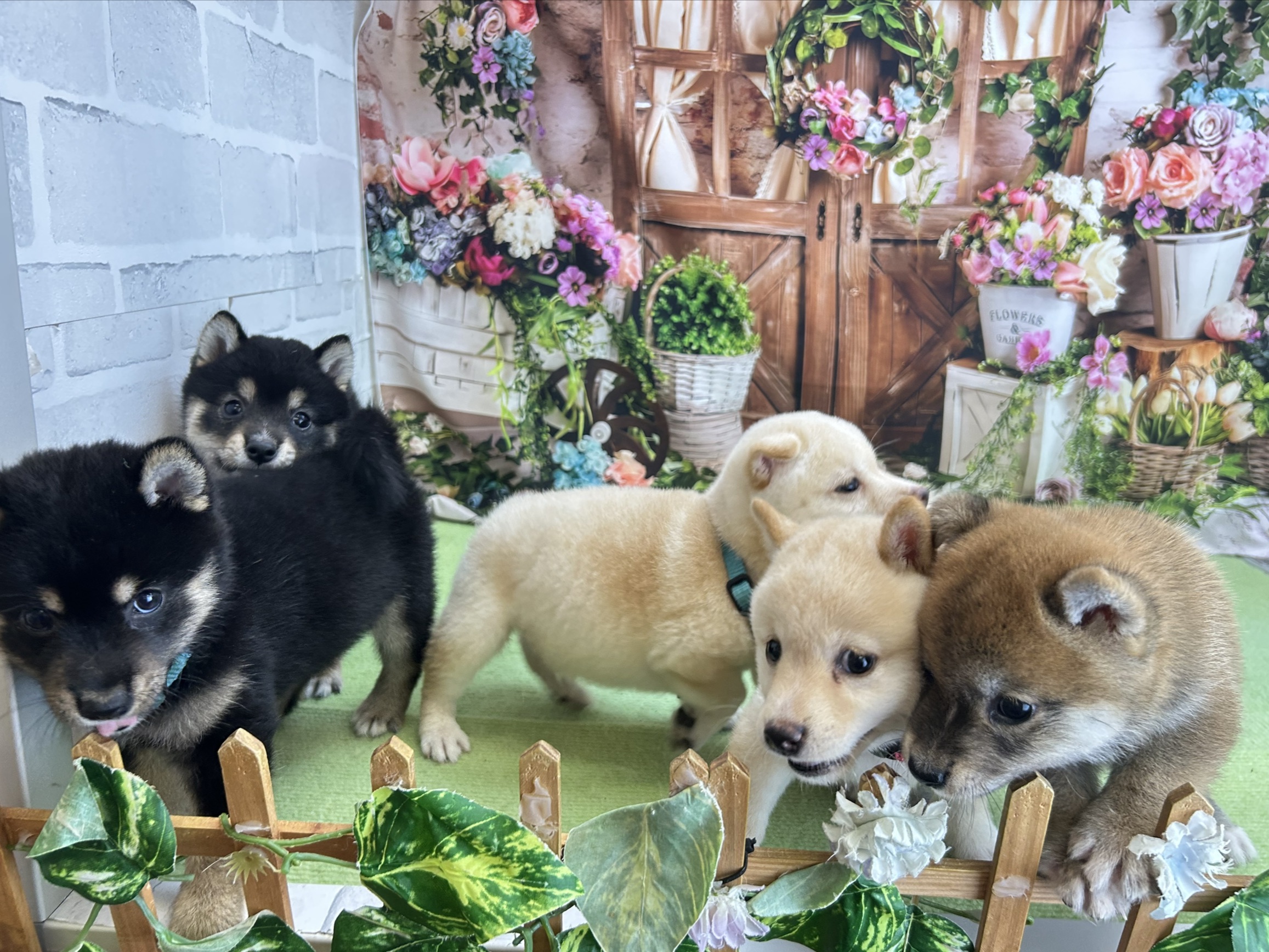 赤ちゃん写真3-3