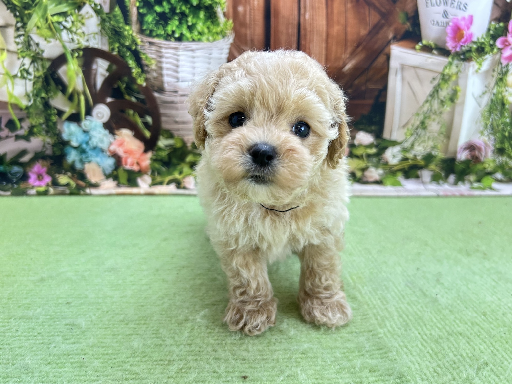 赤ちゃん写真3-1