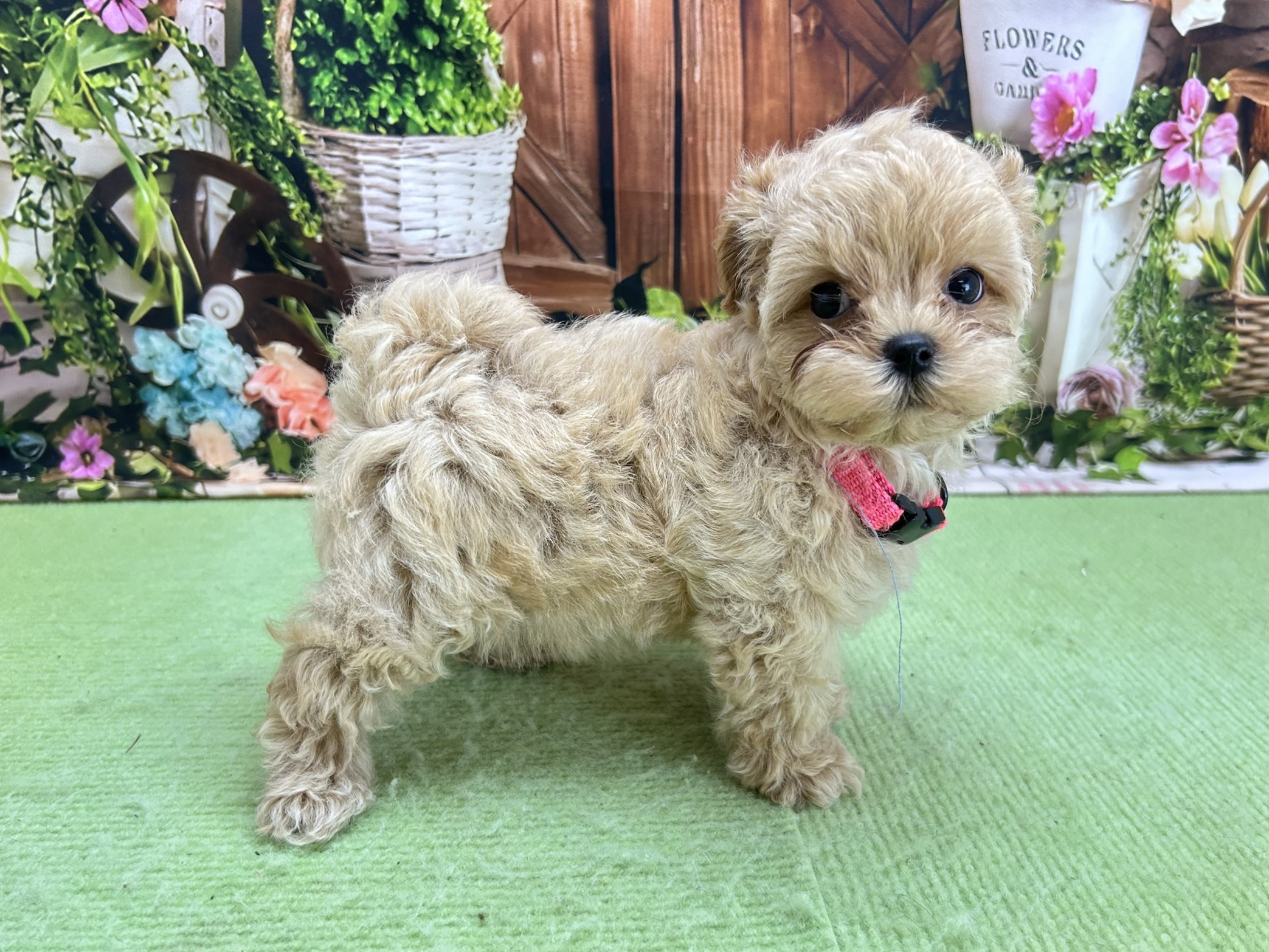 赤ちゃん写真3-2