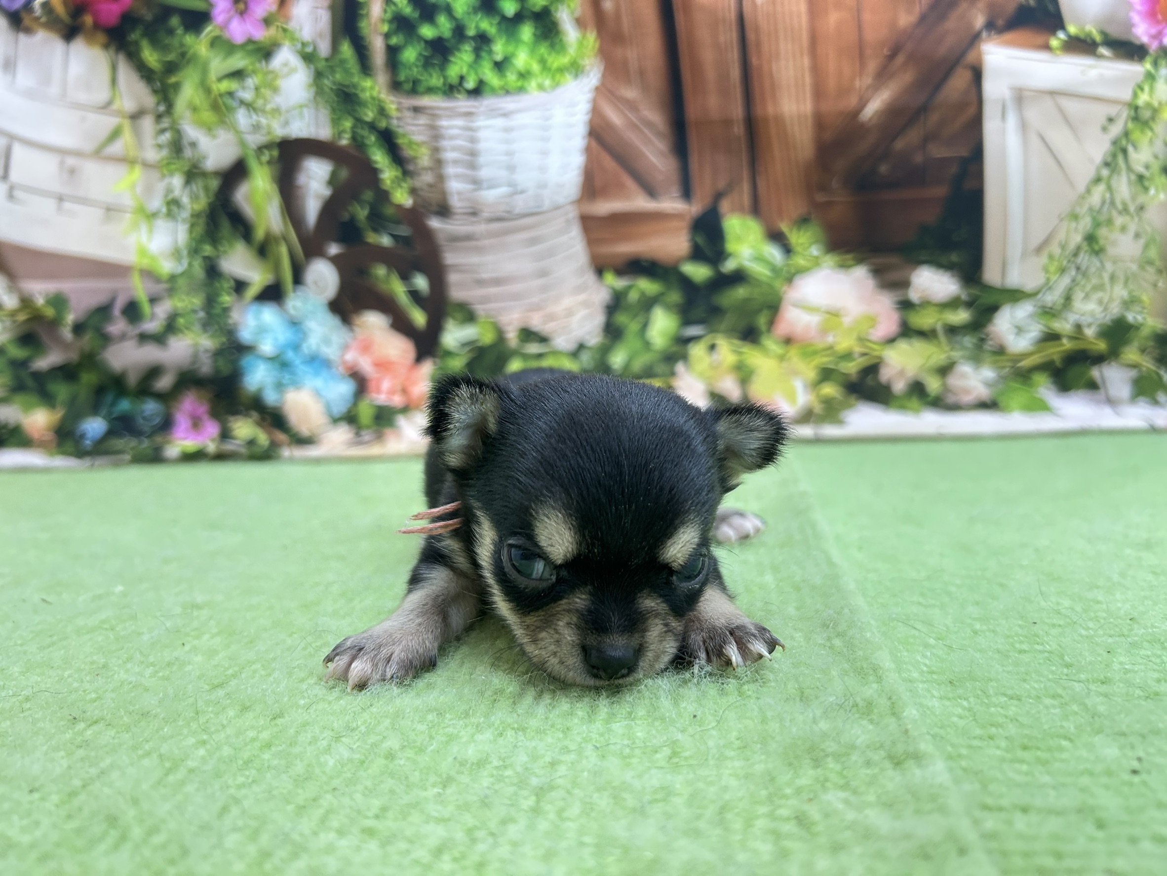 赤ちゃん写真1-1