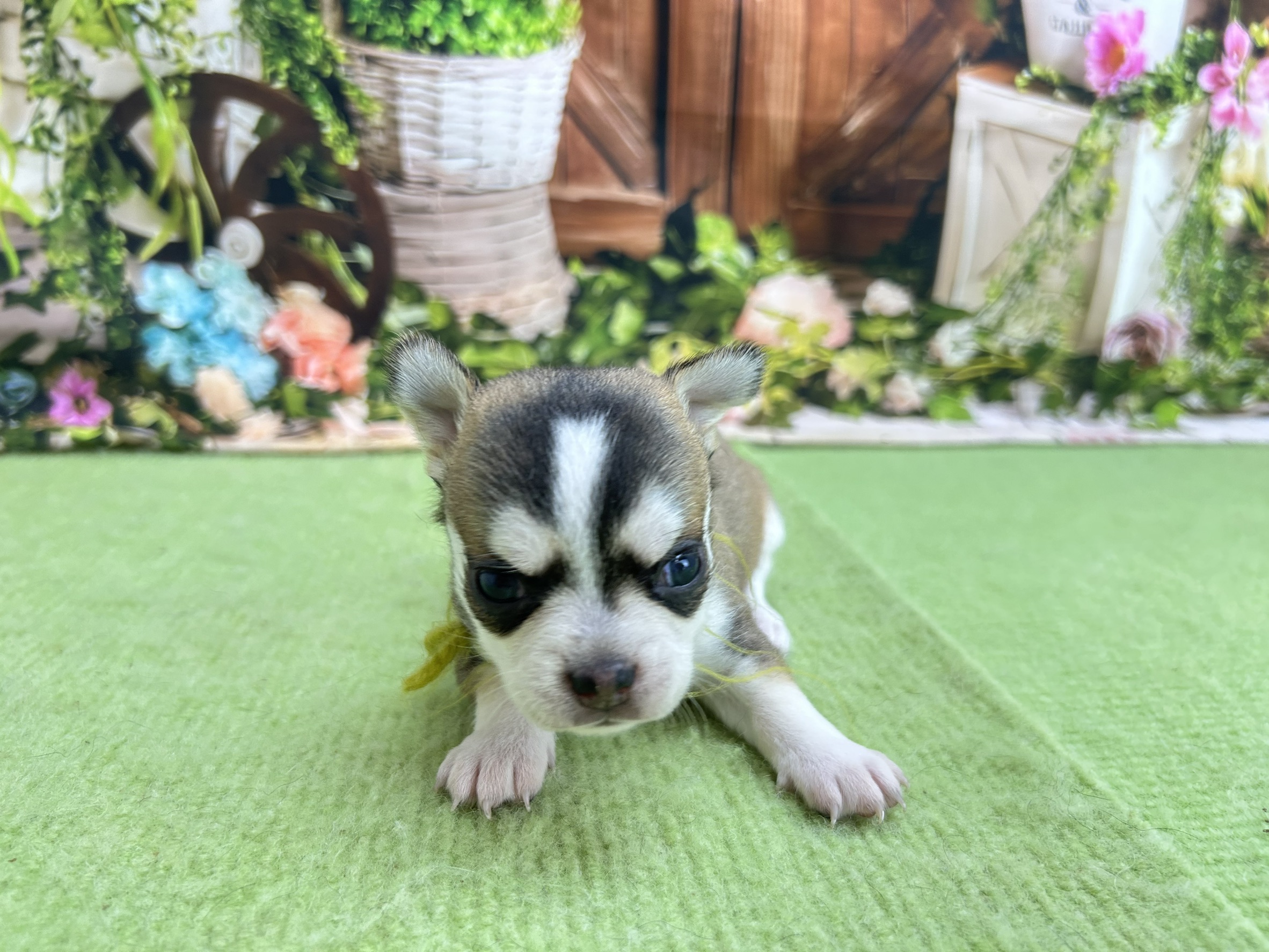 赤ちゃん写真1-1