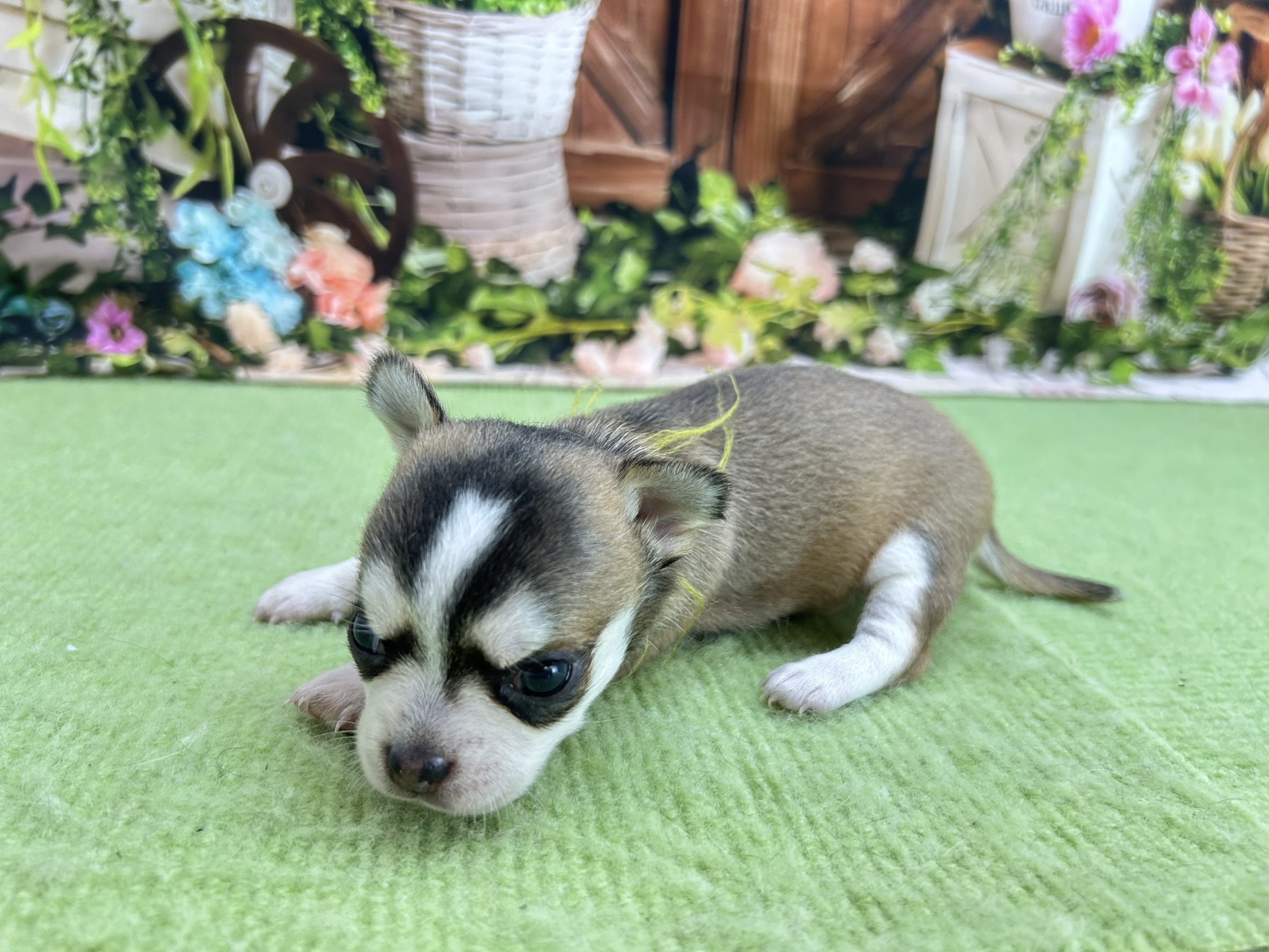 赤ちゃん写真1-2