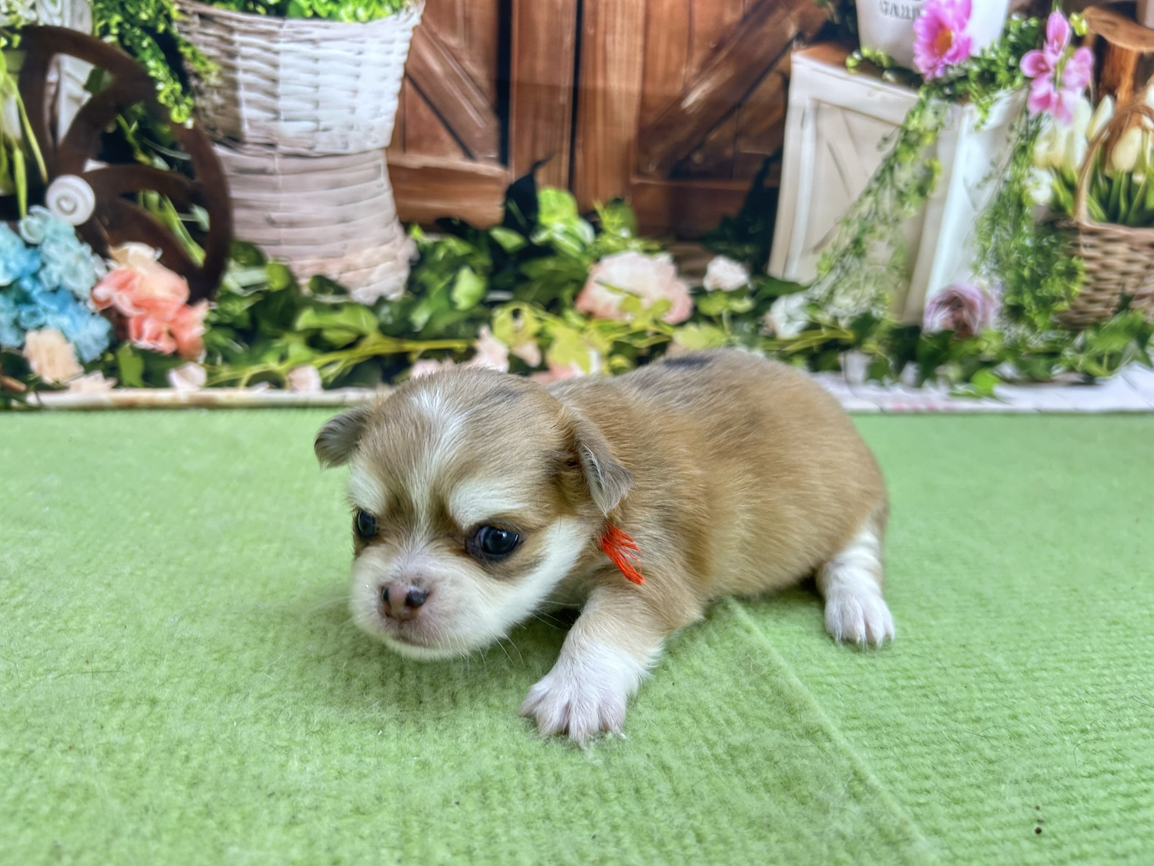 赤ちゃん写真1-2