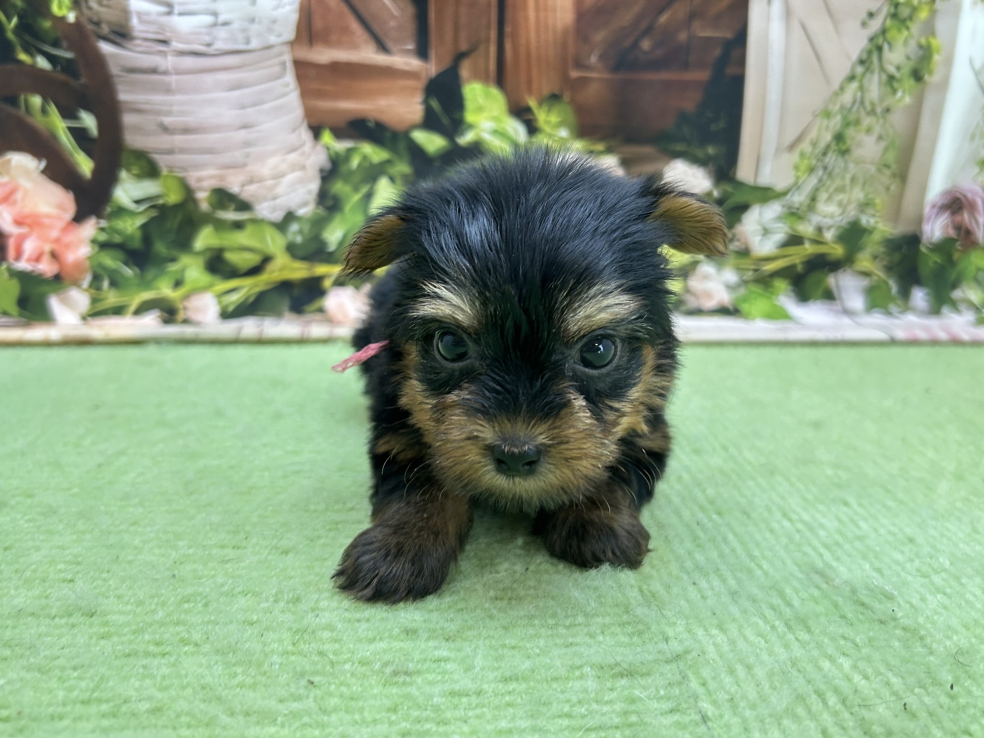 赤ちゃん写真2-1
