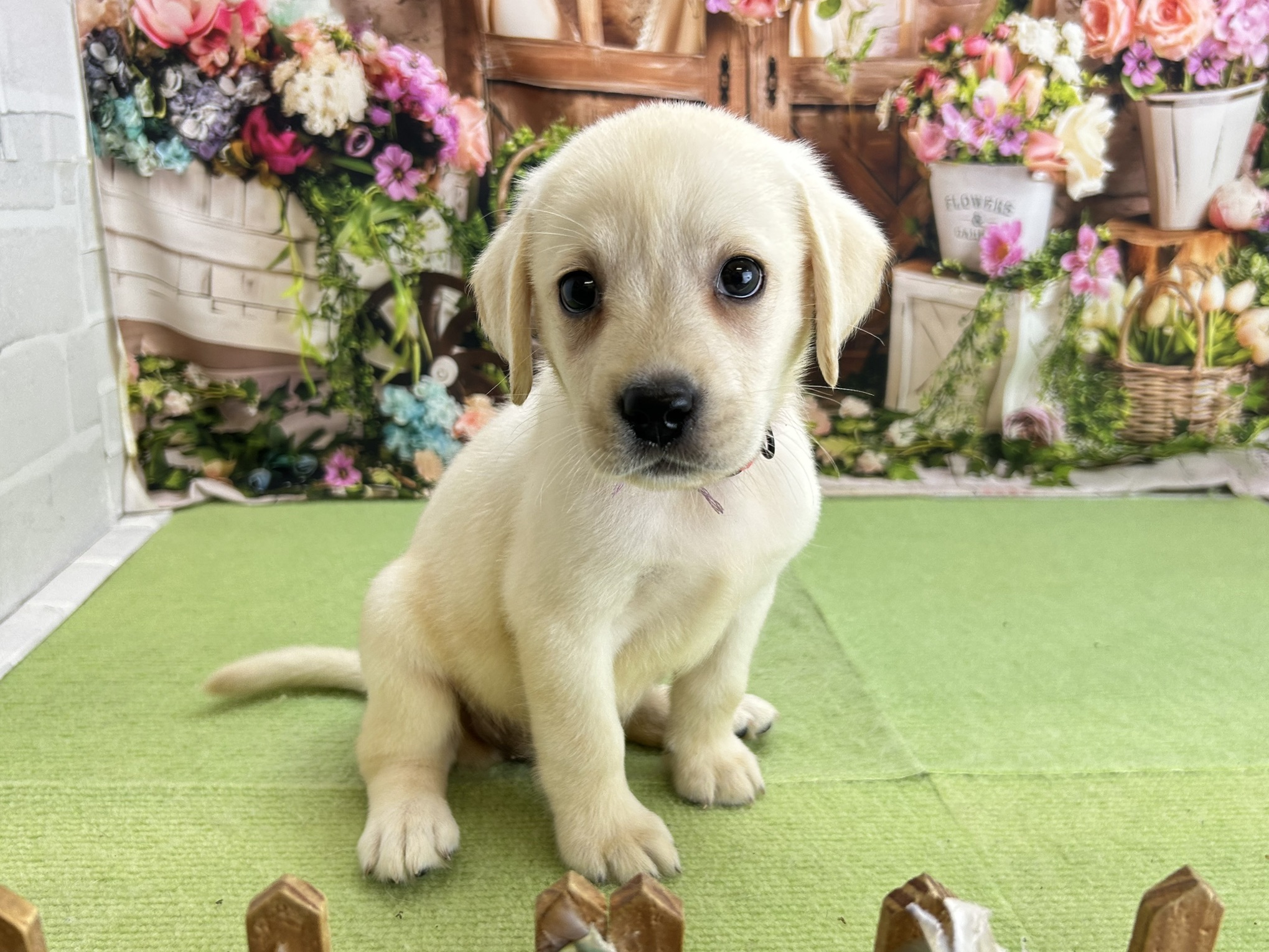 赤ちゃん写真3-1