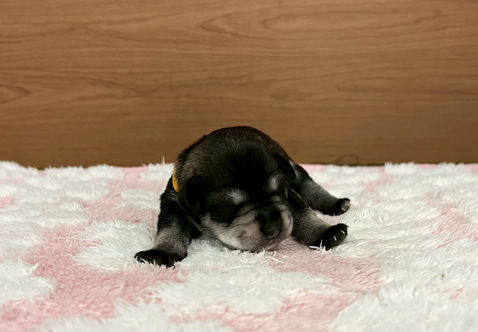 赤ちゃん写真1-1