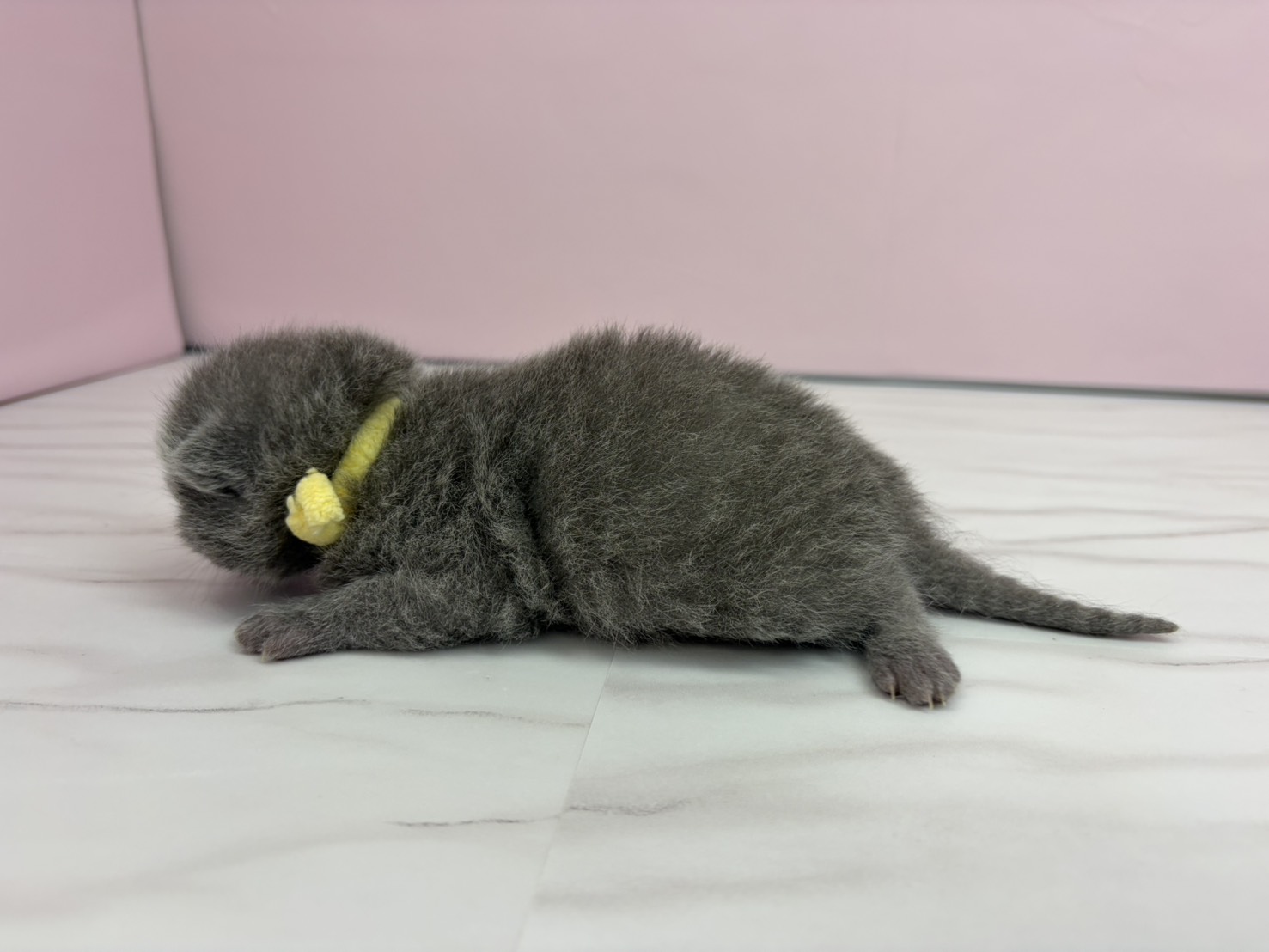 赤ちゃん写真1-2