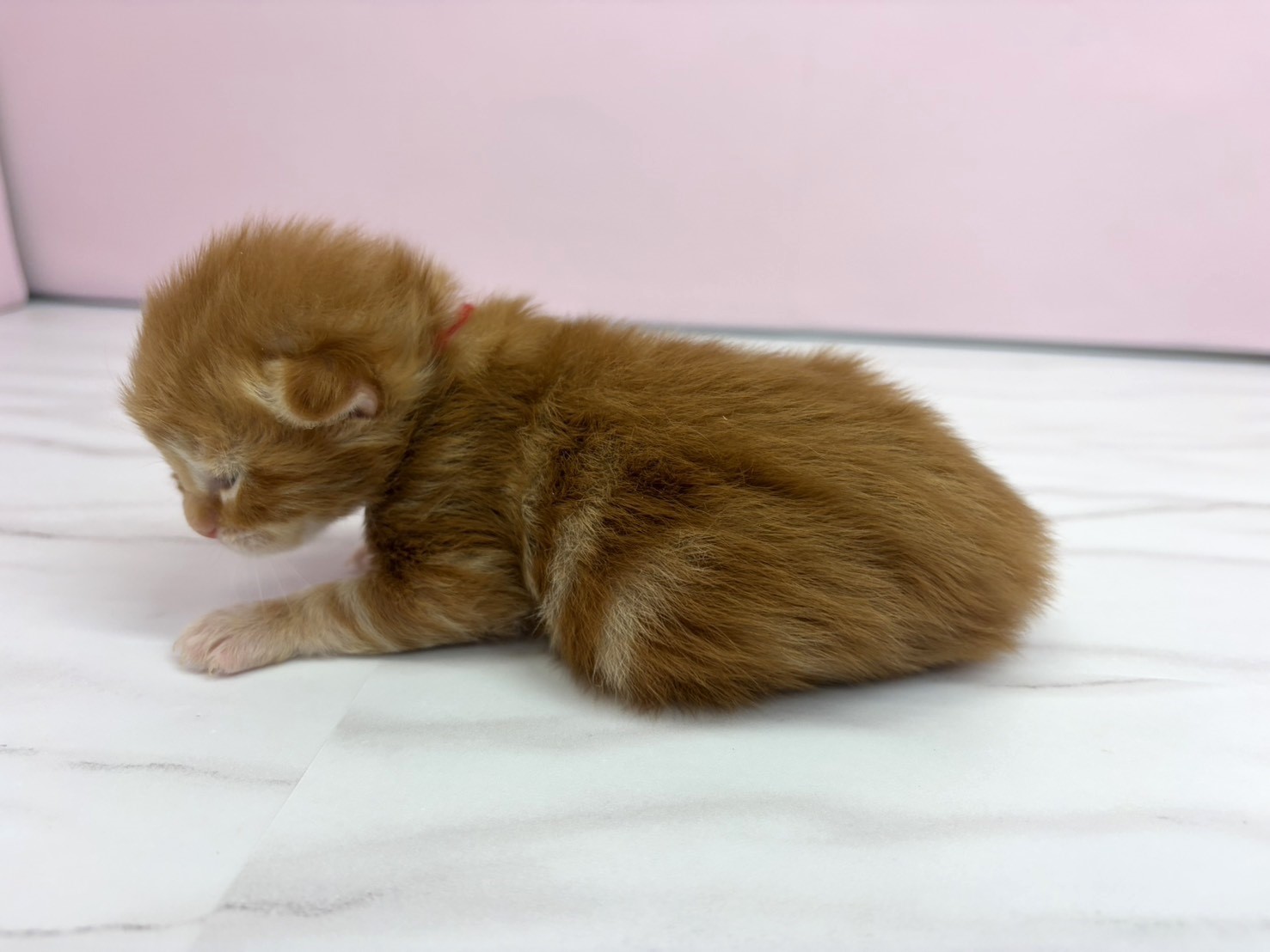 赤ちゃん写真1-2