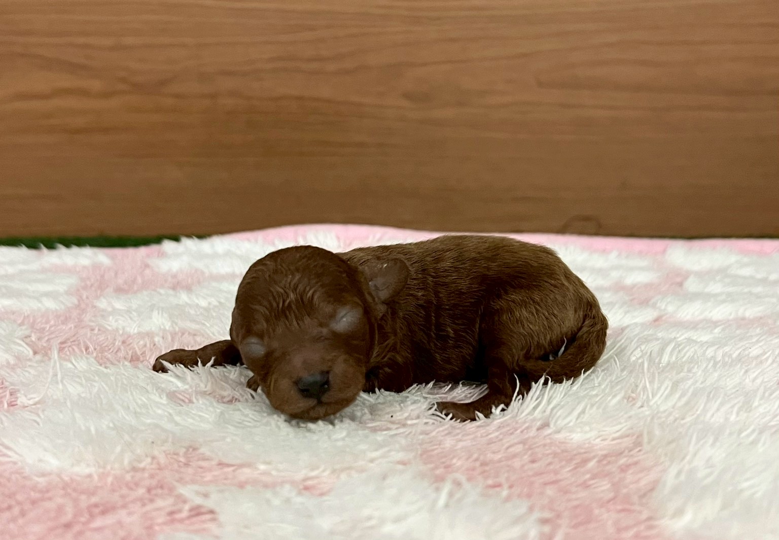 赤ちゃん写真1-2