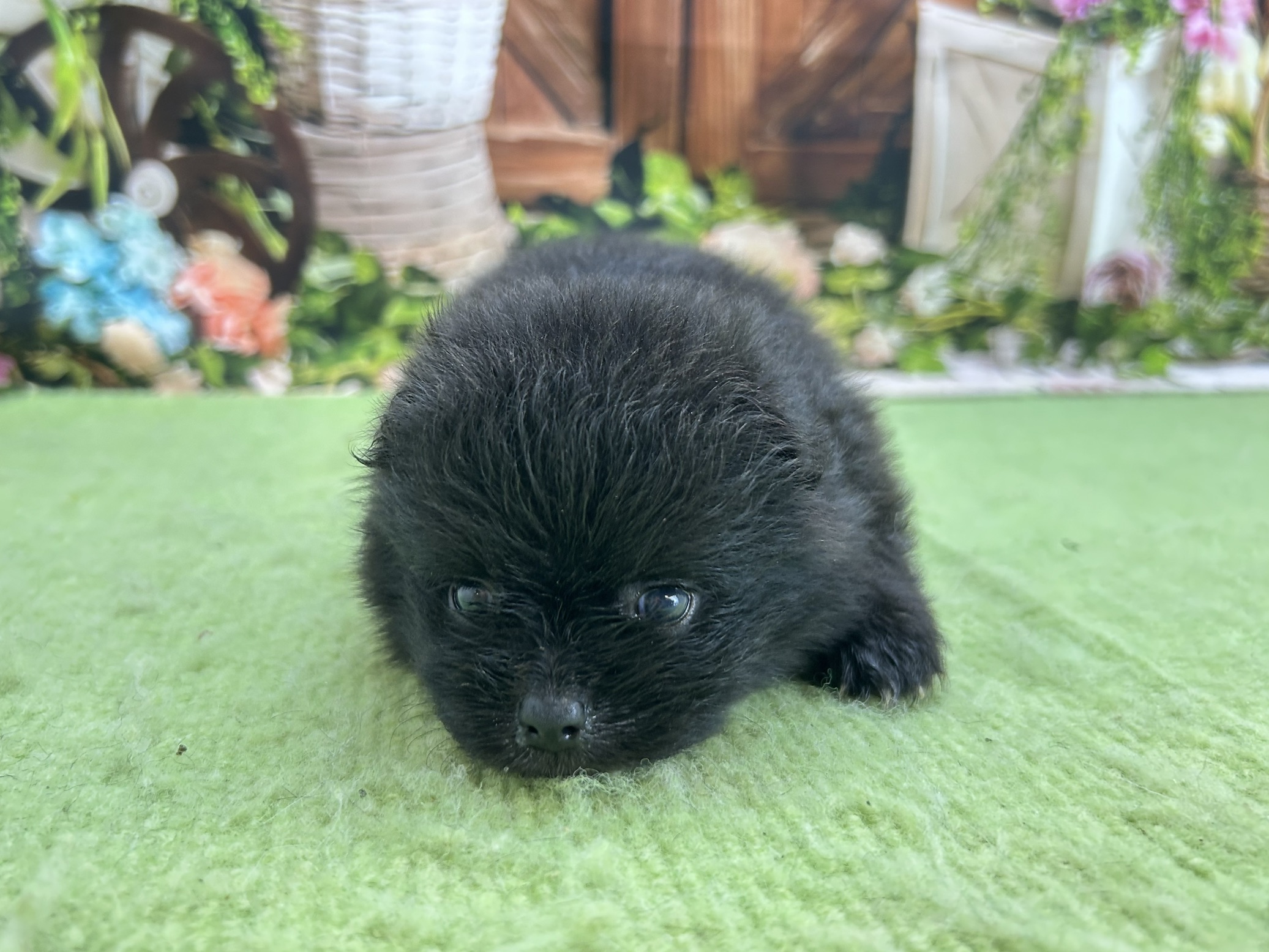 赤ちゃん写真1-1