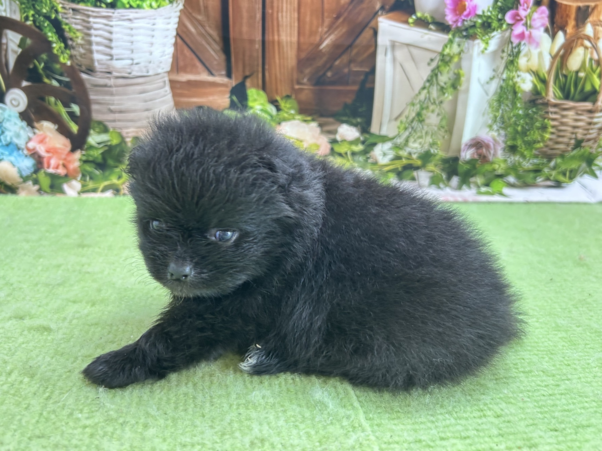 赤ちゃん写真1-2