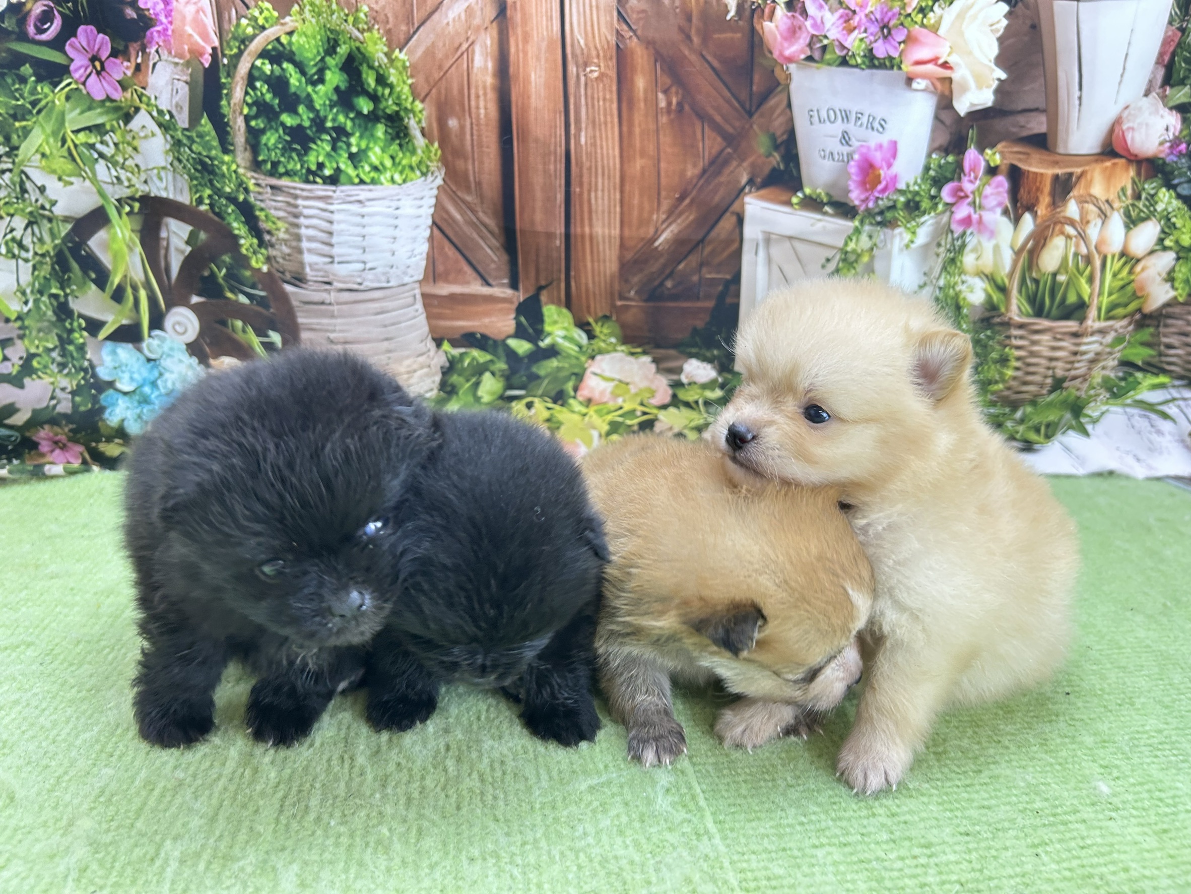 赤ちゃん写真1-3