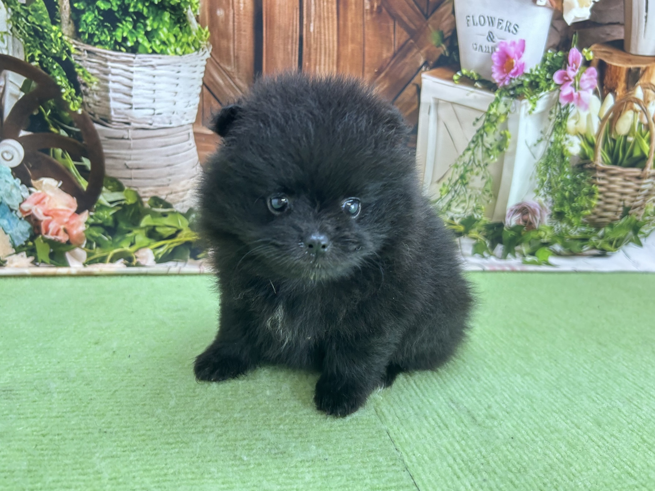 赤ちゃん写真2-1