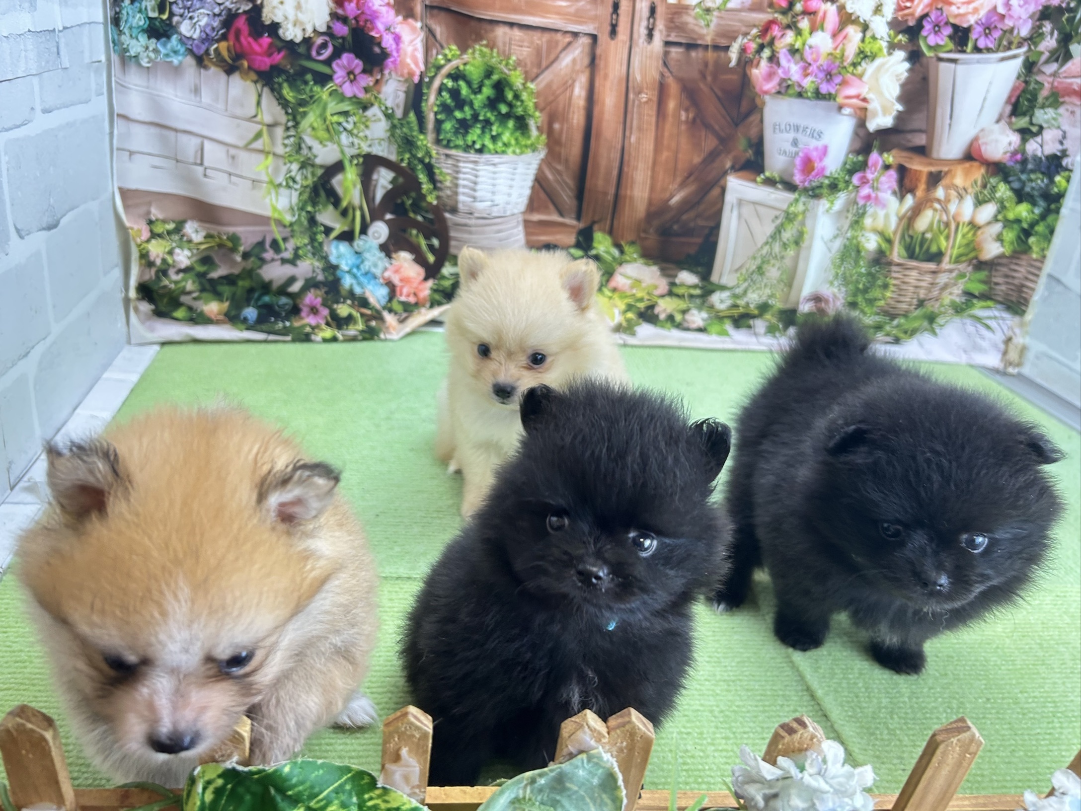 赤ちゃん写真2-3