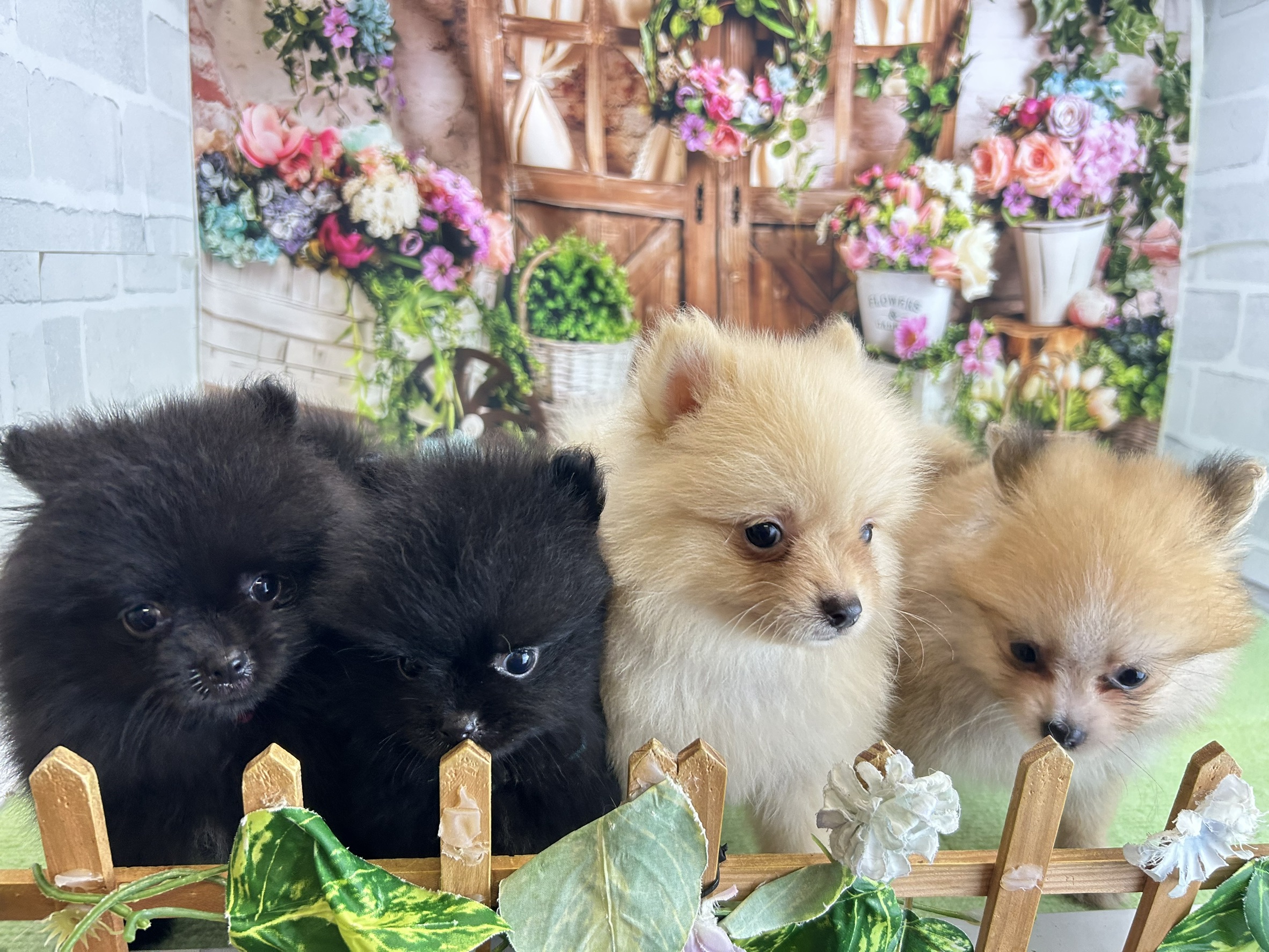 赤ちゃん写真3-3