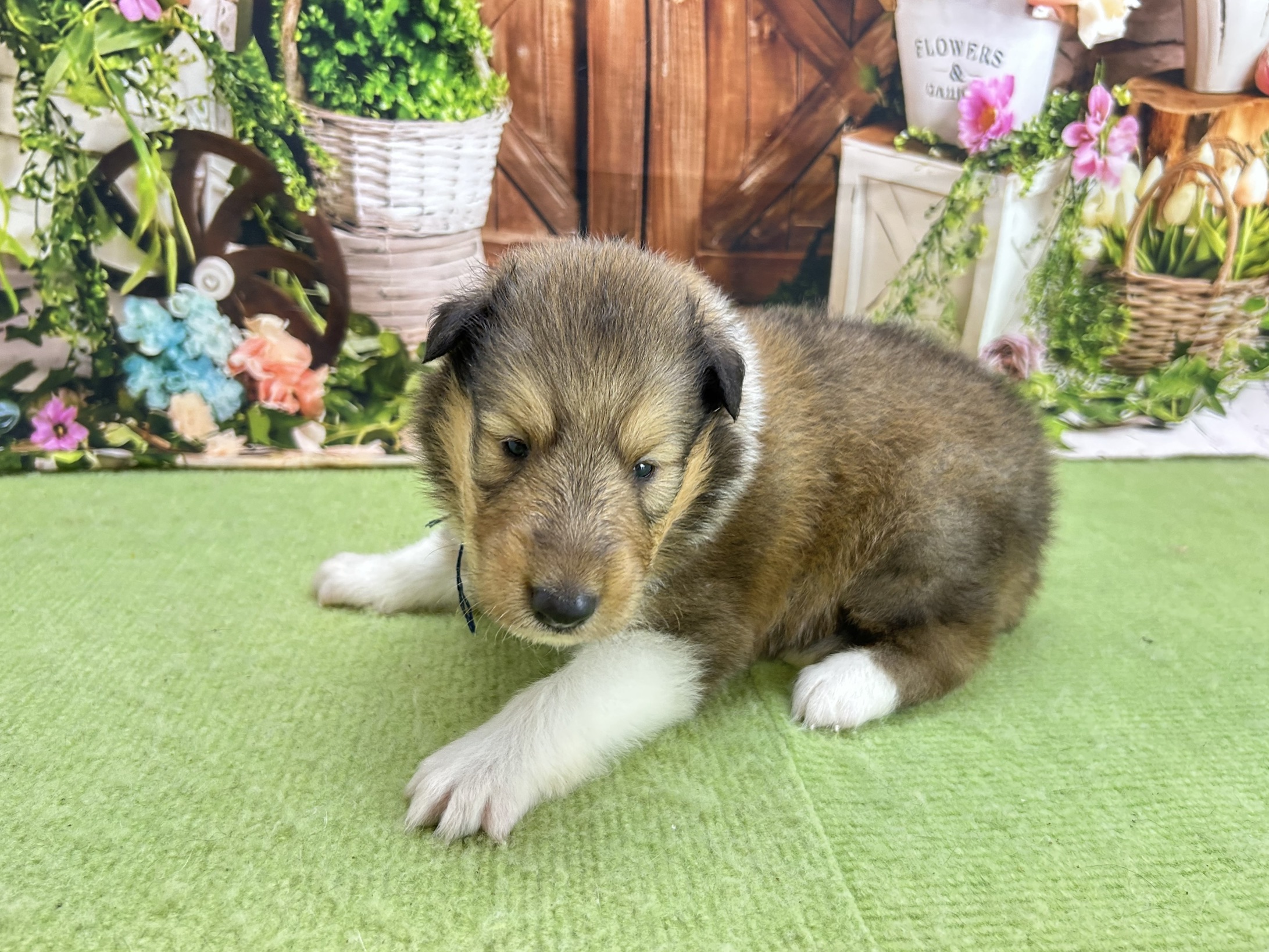 赤ちゃん写真1-2