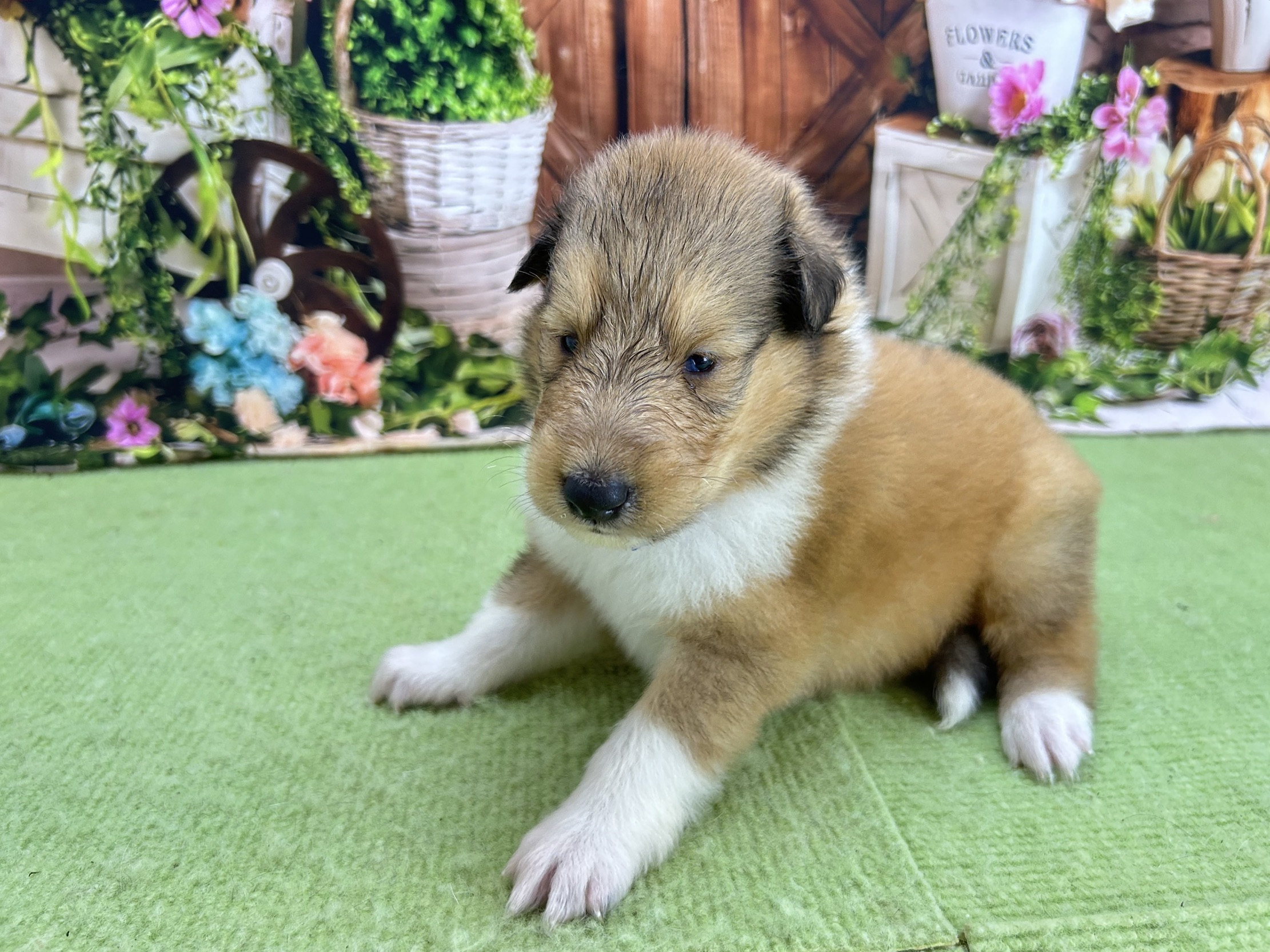 赤ちゃん写真1-2