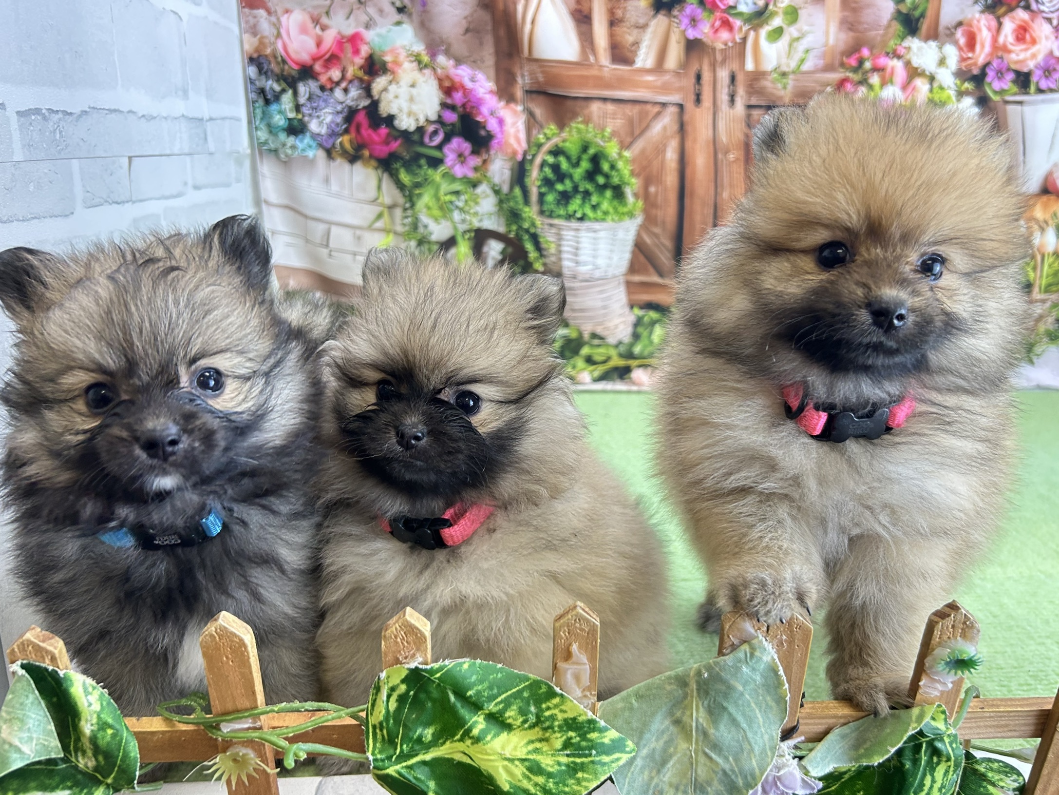 赤ちゃん写真3-3