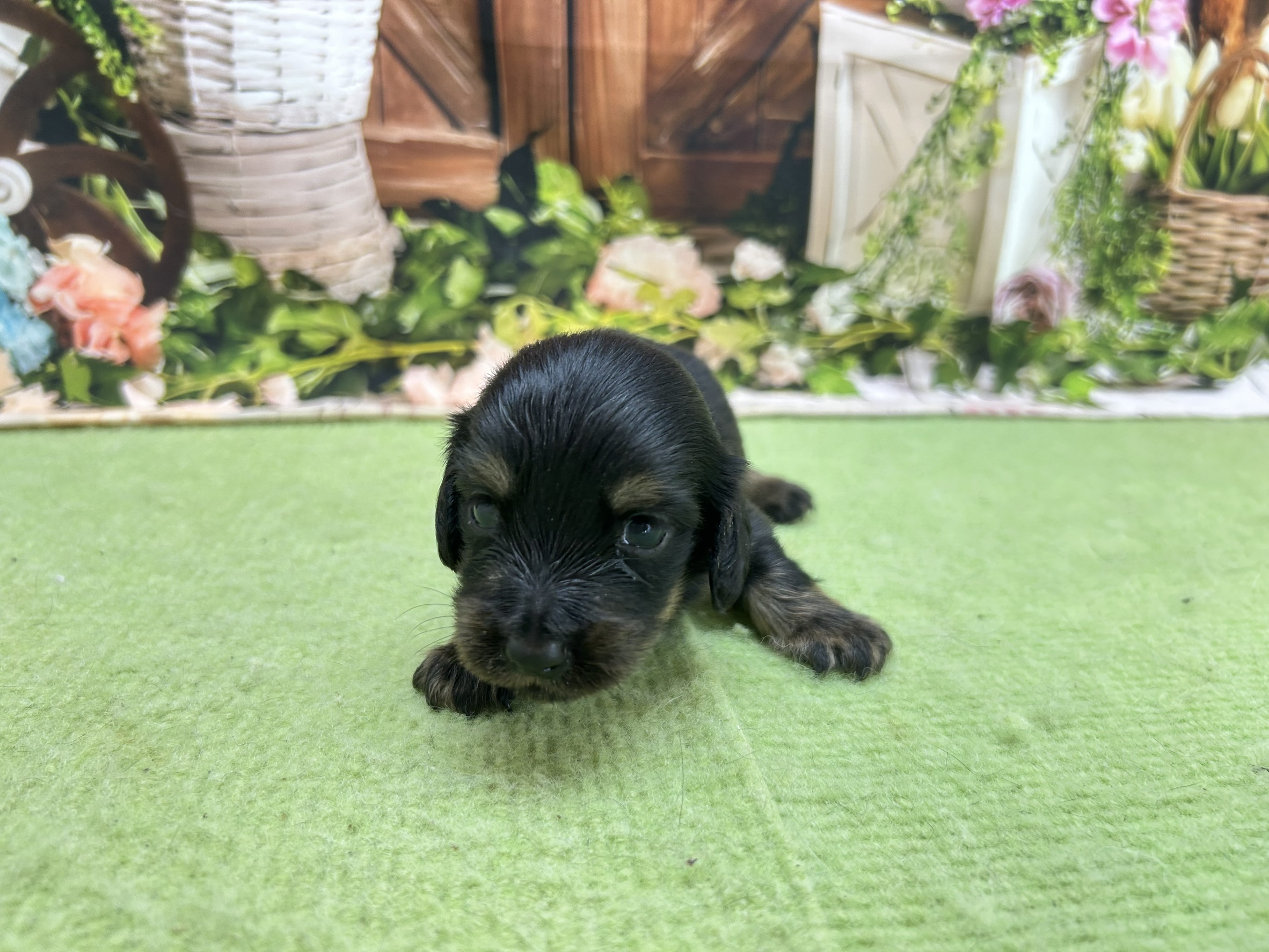赤ちゃん写真1-1