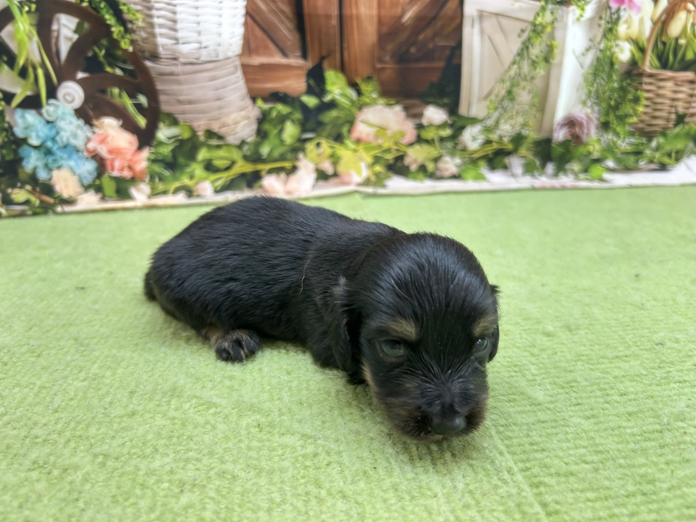 赤ちゃん写真1-2