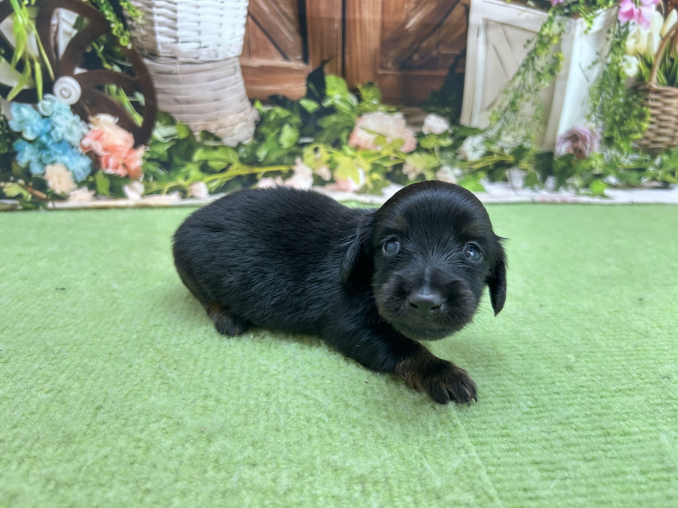 赤ちゃん写真1-2