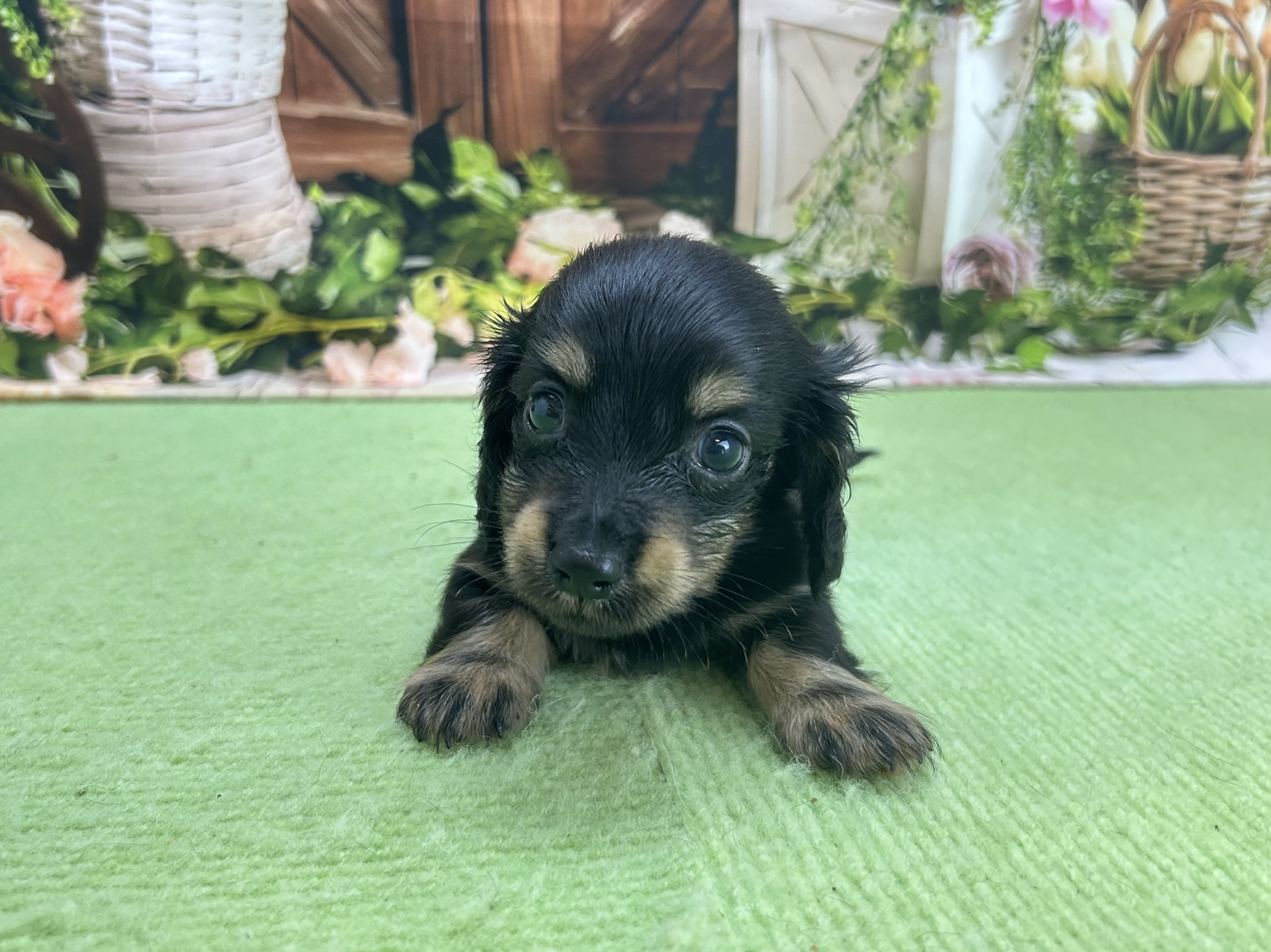 赤ちゃん写真2-1