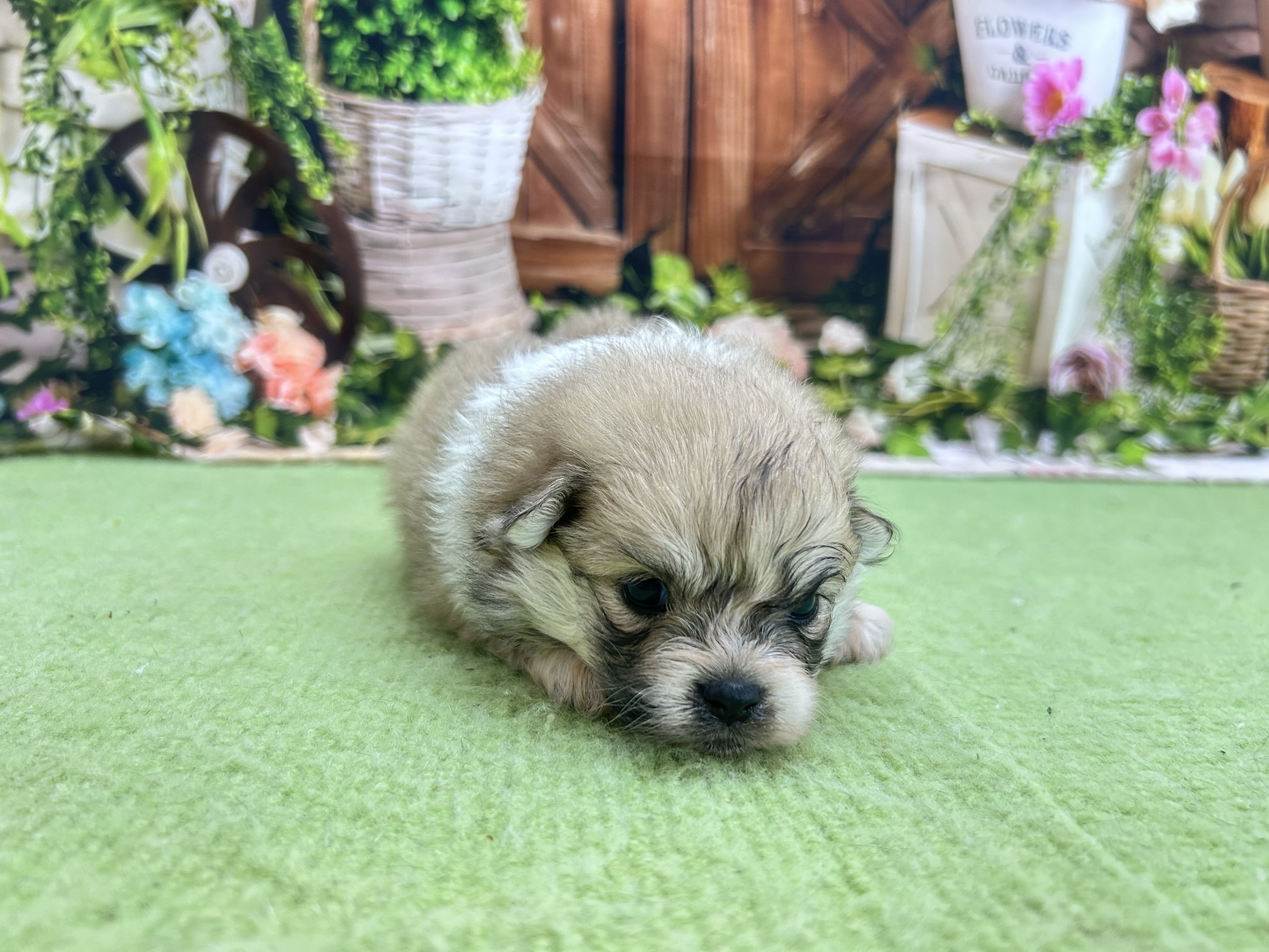 赤ちゃん写真1-1