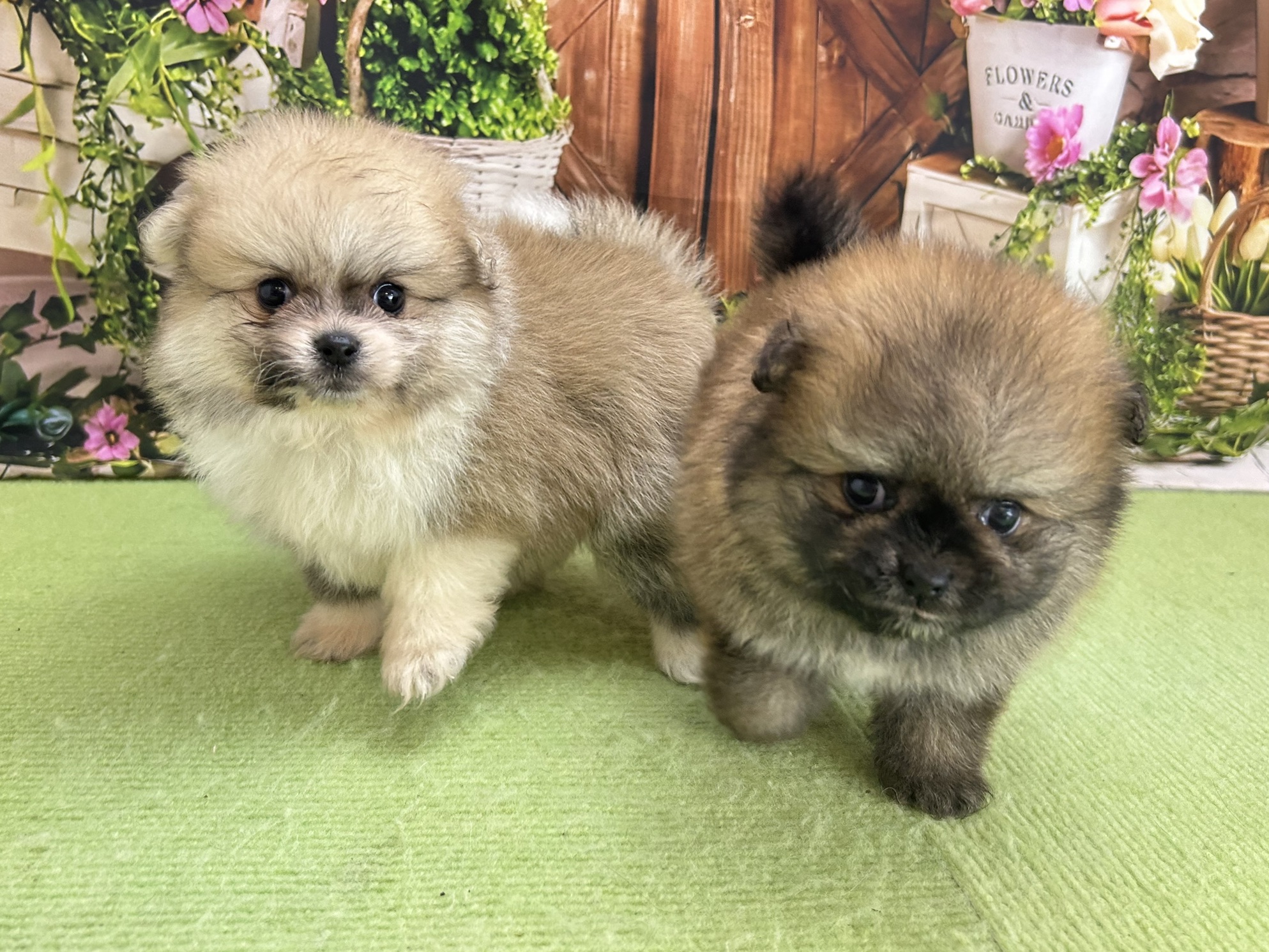 赤ちゃん写真2-3