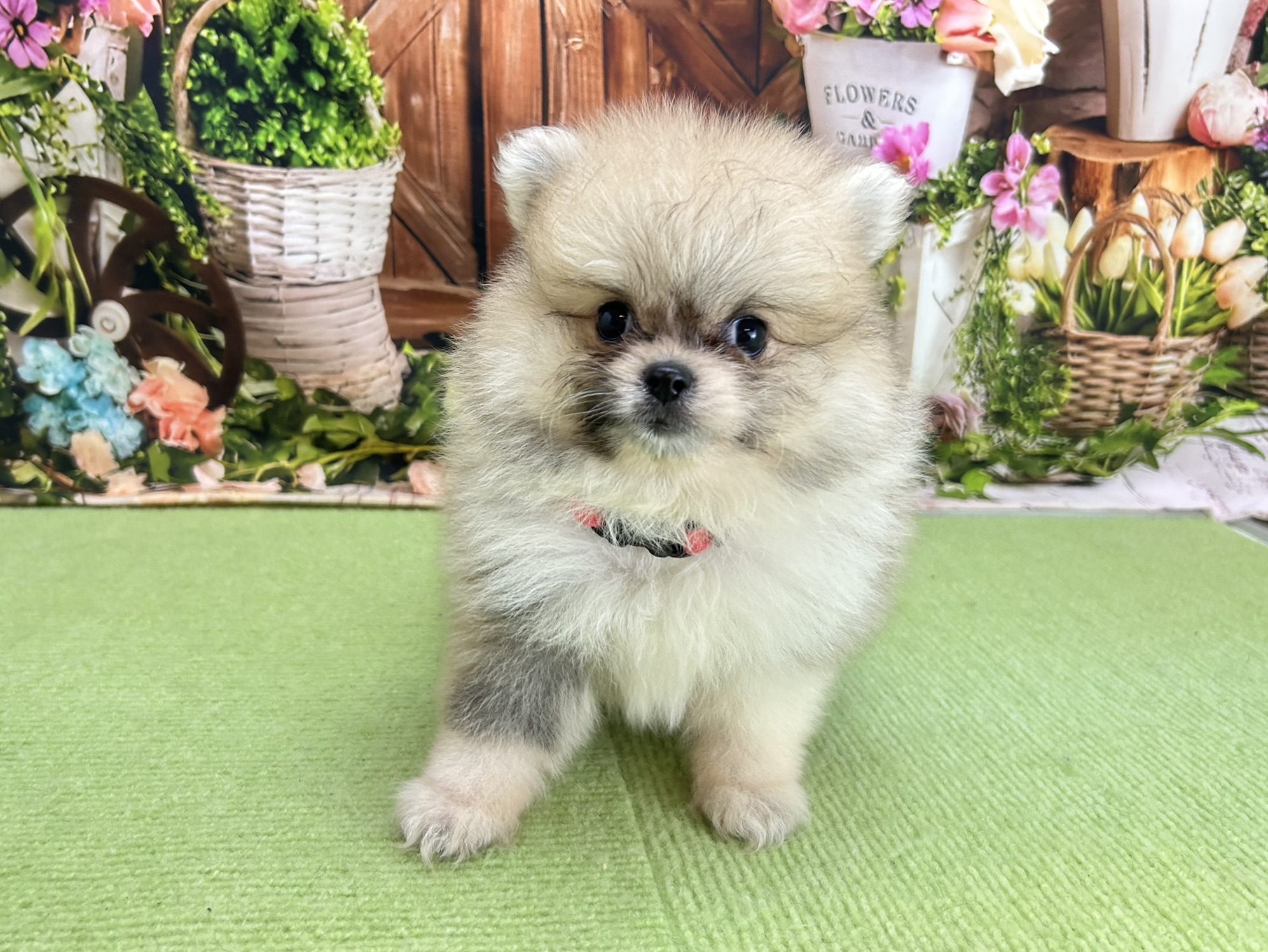 赤ちゃん写真3-1