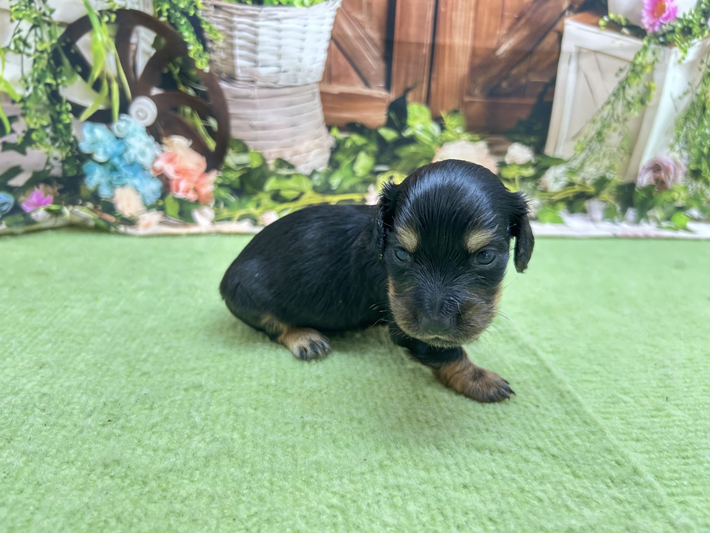 赤ちゃん写真1-2