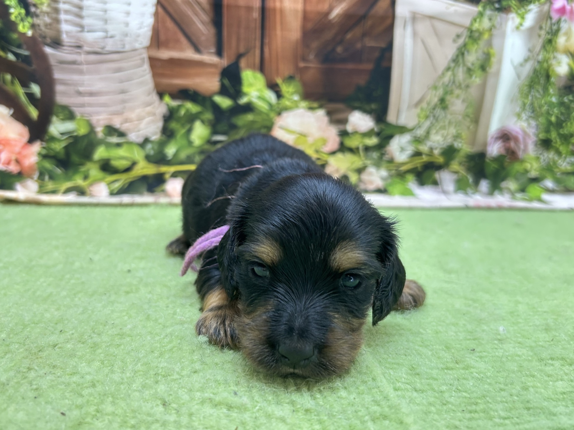 赤ちゃん写真1-1