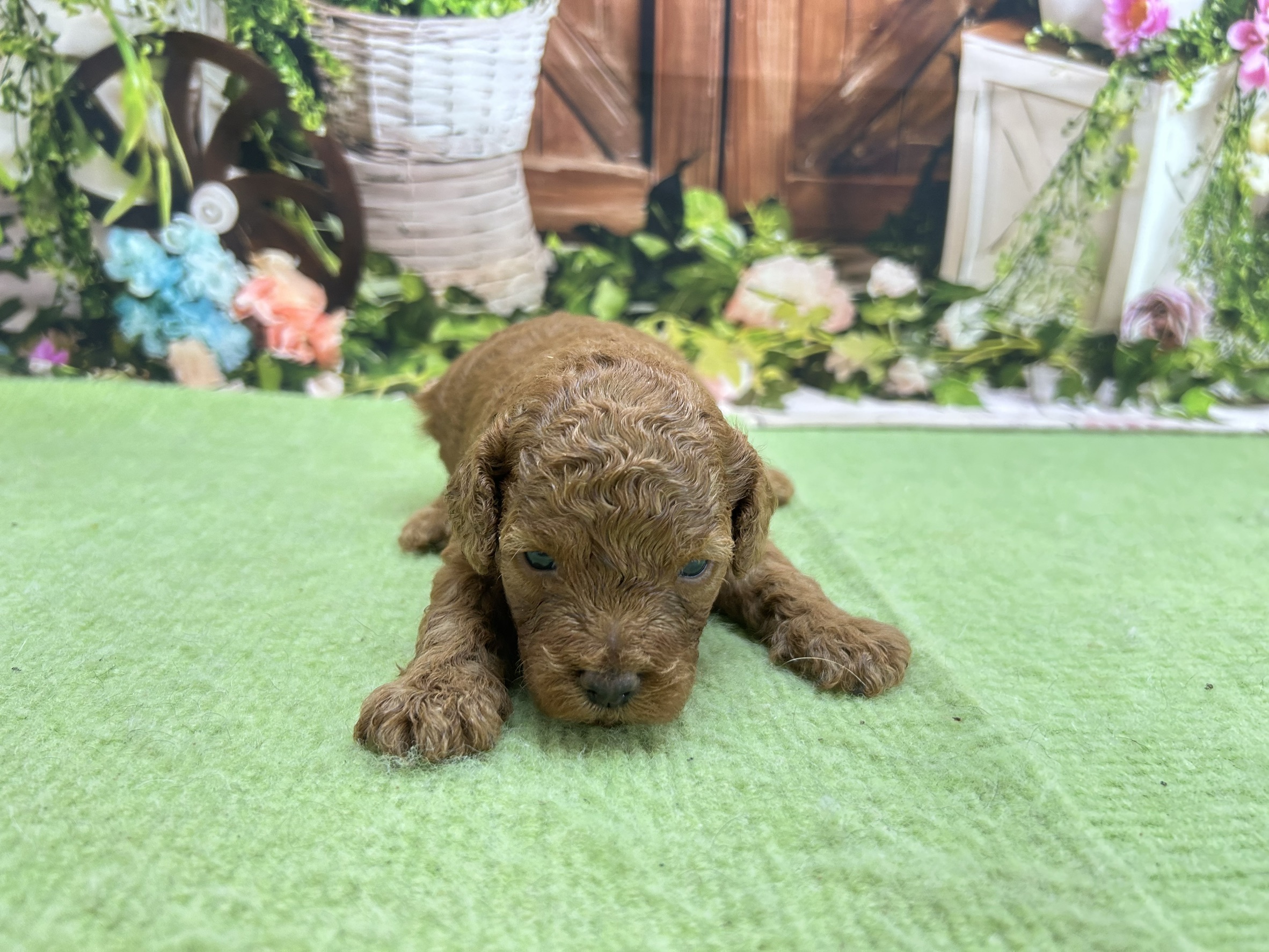 赤ちゃん写真1-1