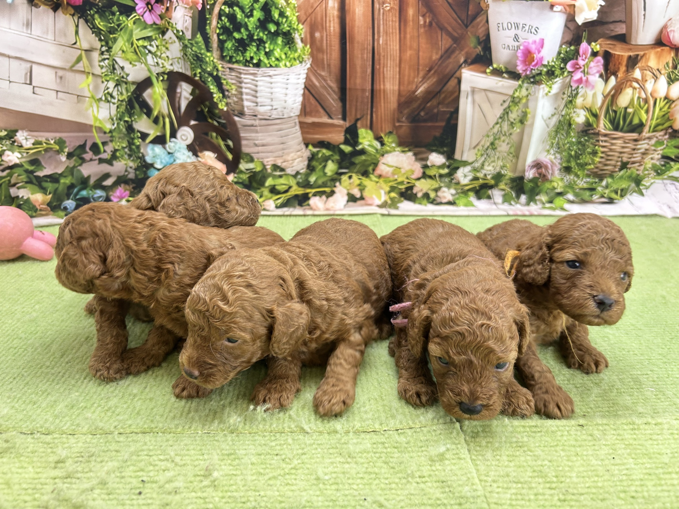 赤ちゃん写真1-3