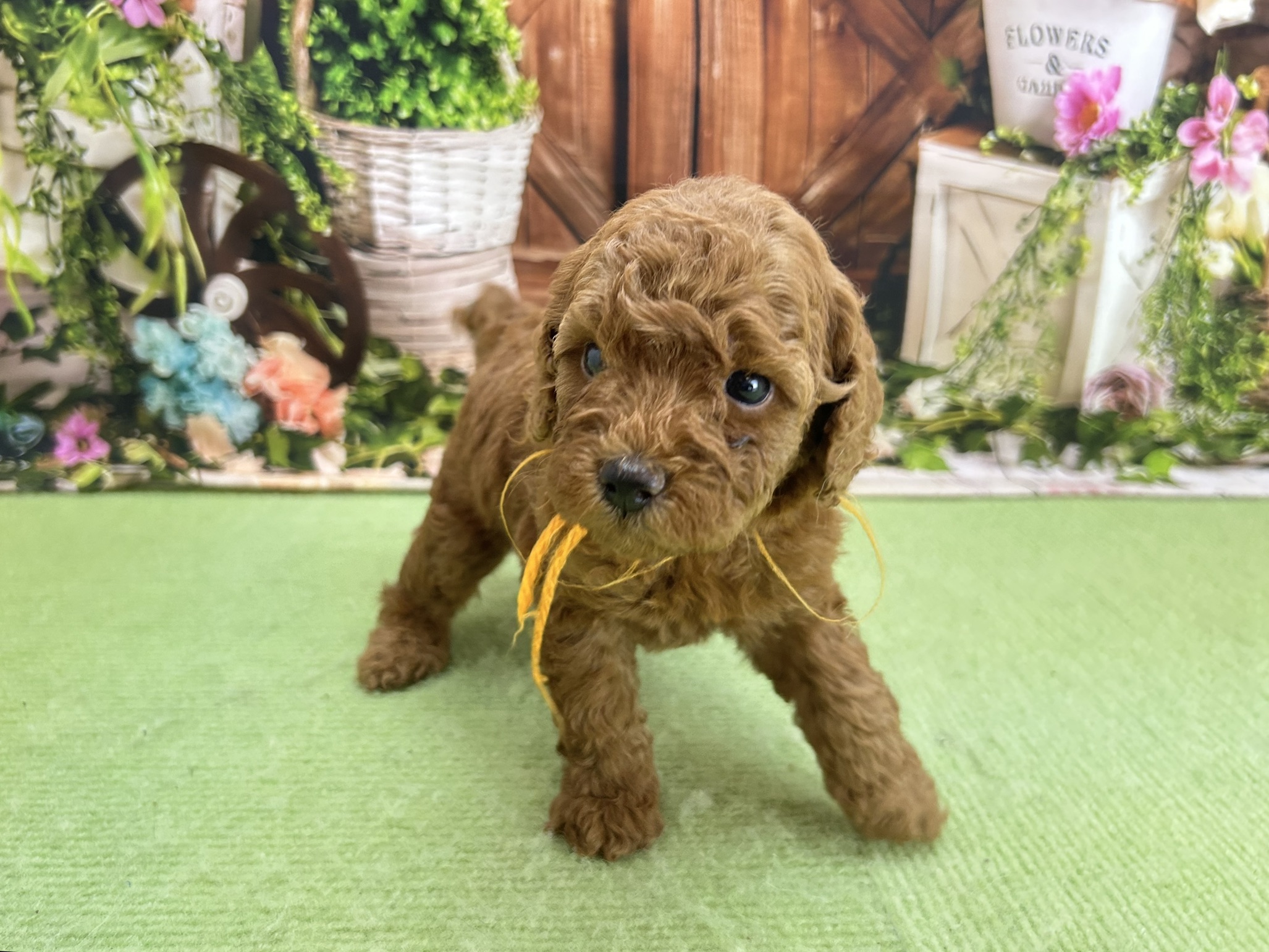 赤ちゃん写真2-1