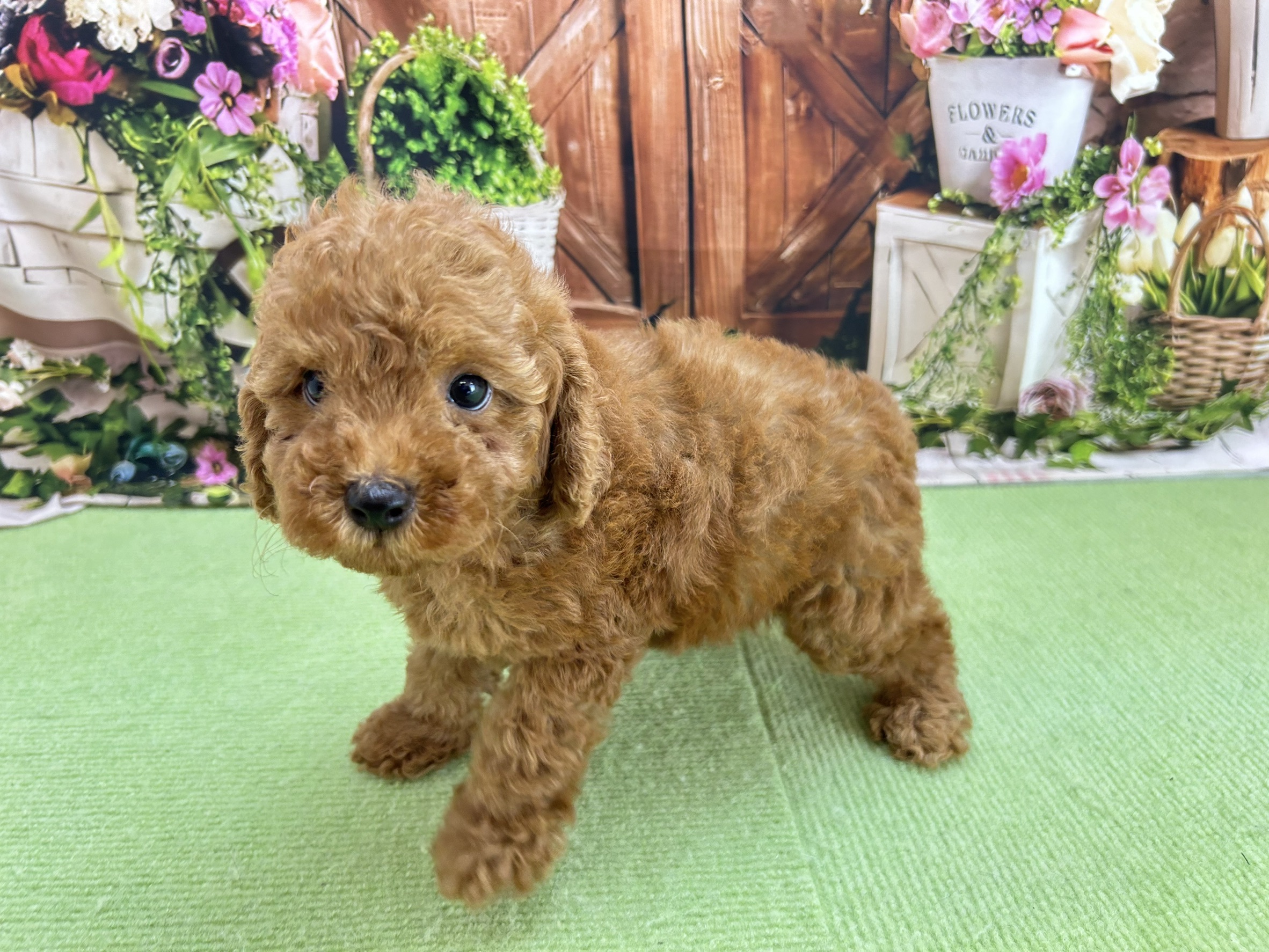 赤ちゃん写真3-2