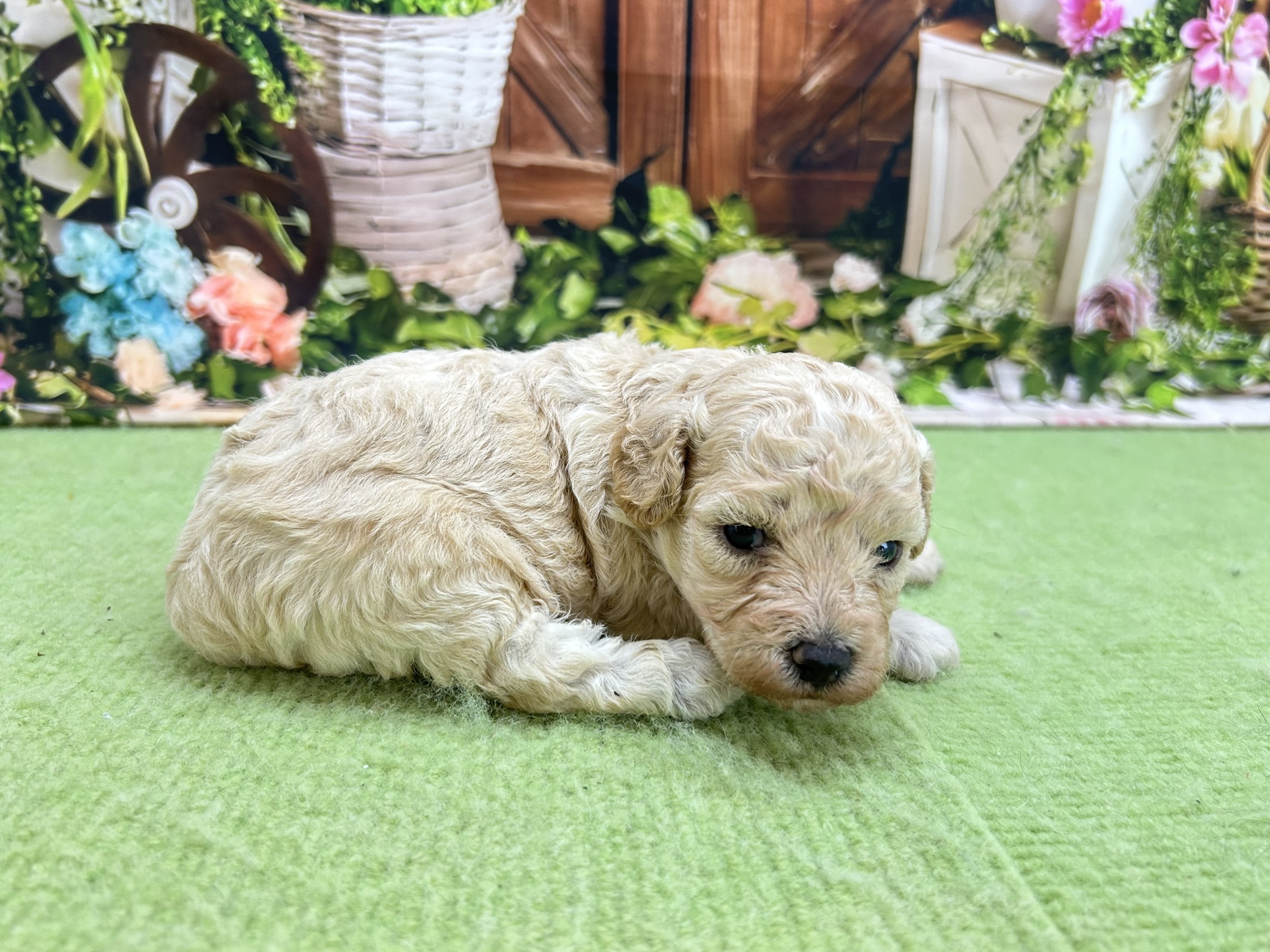 赤ちゃん写真1-2