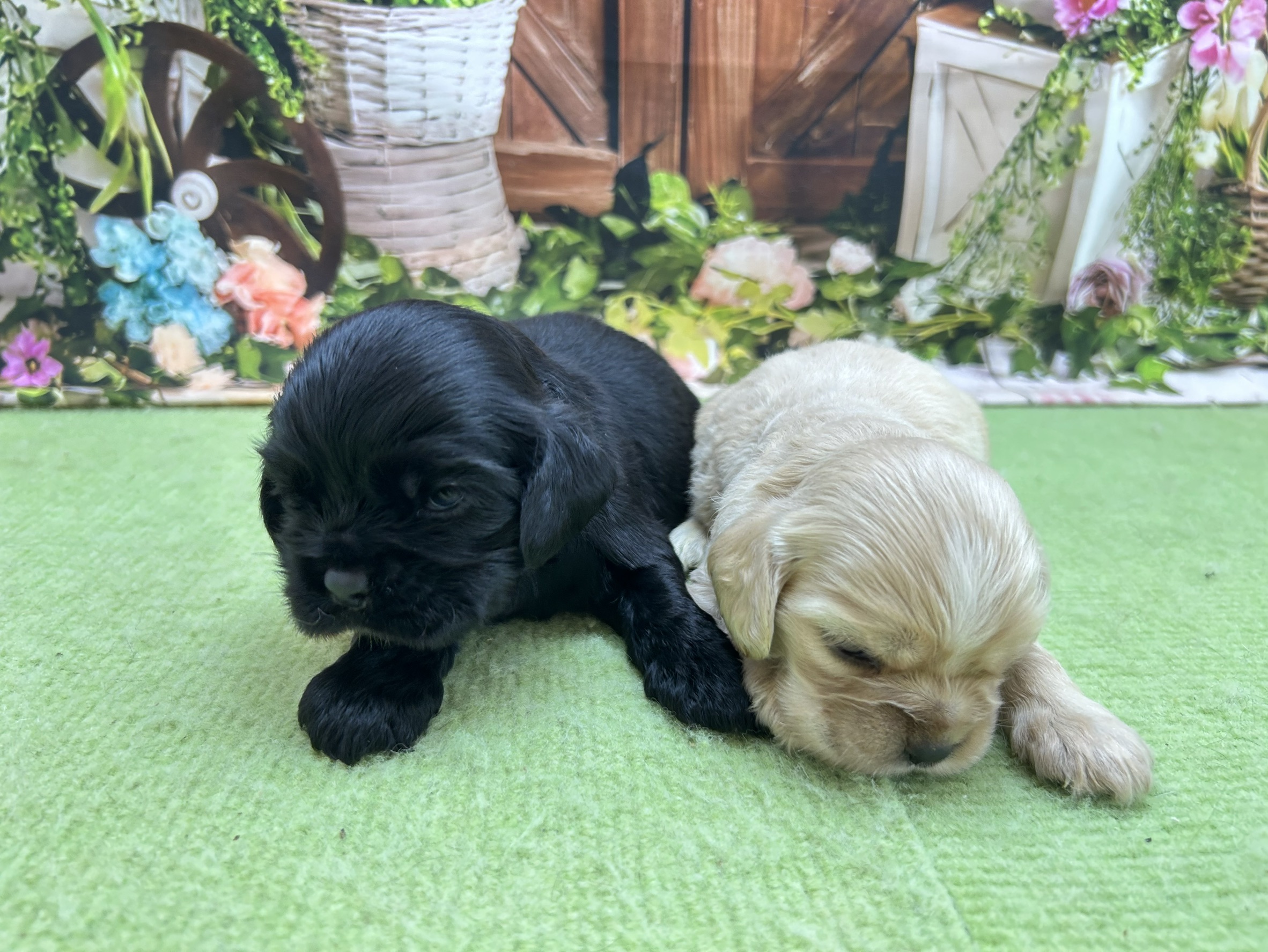 赤ちゃん写真1-3