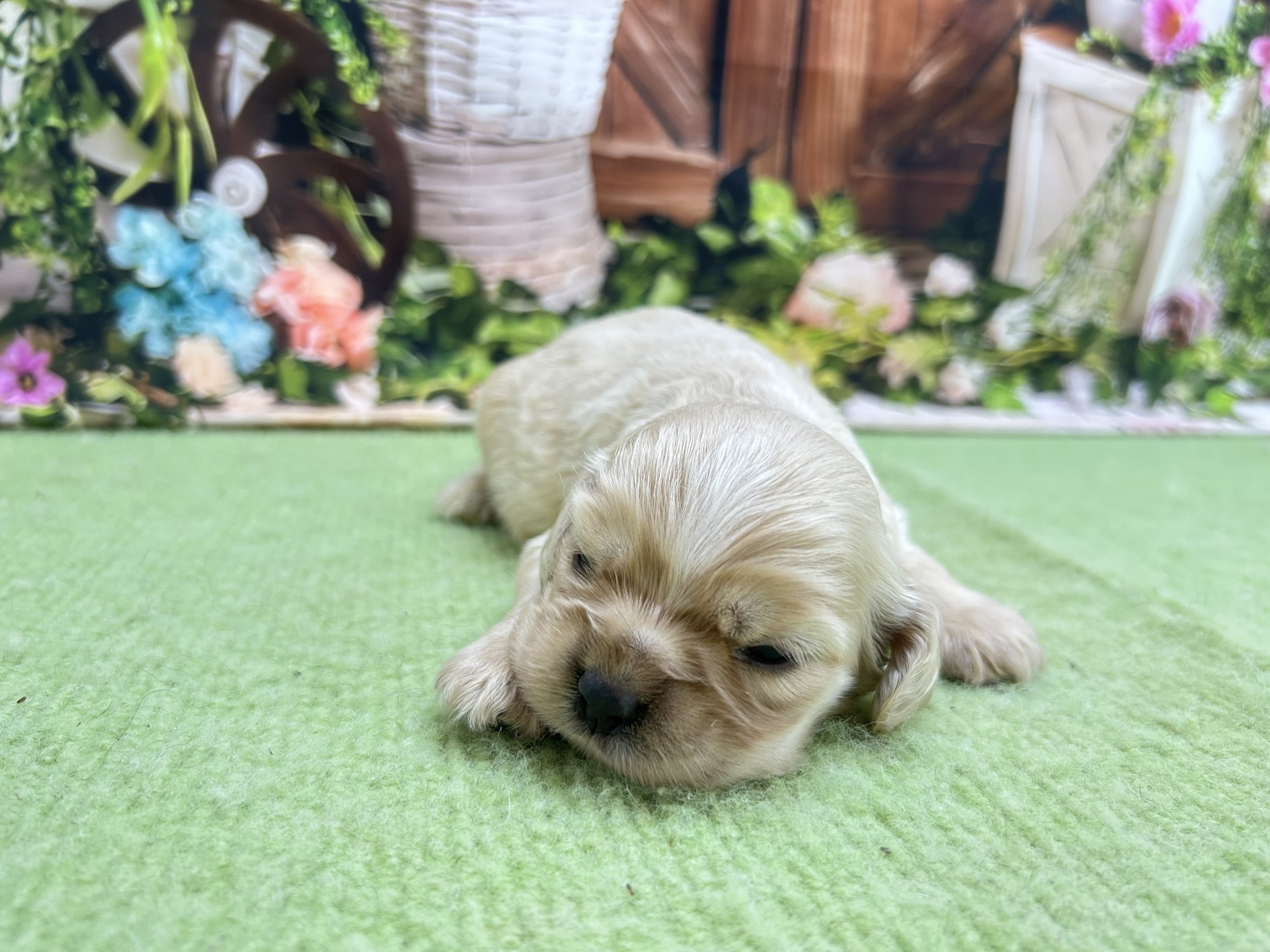赤ちゃん写真1-1