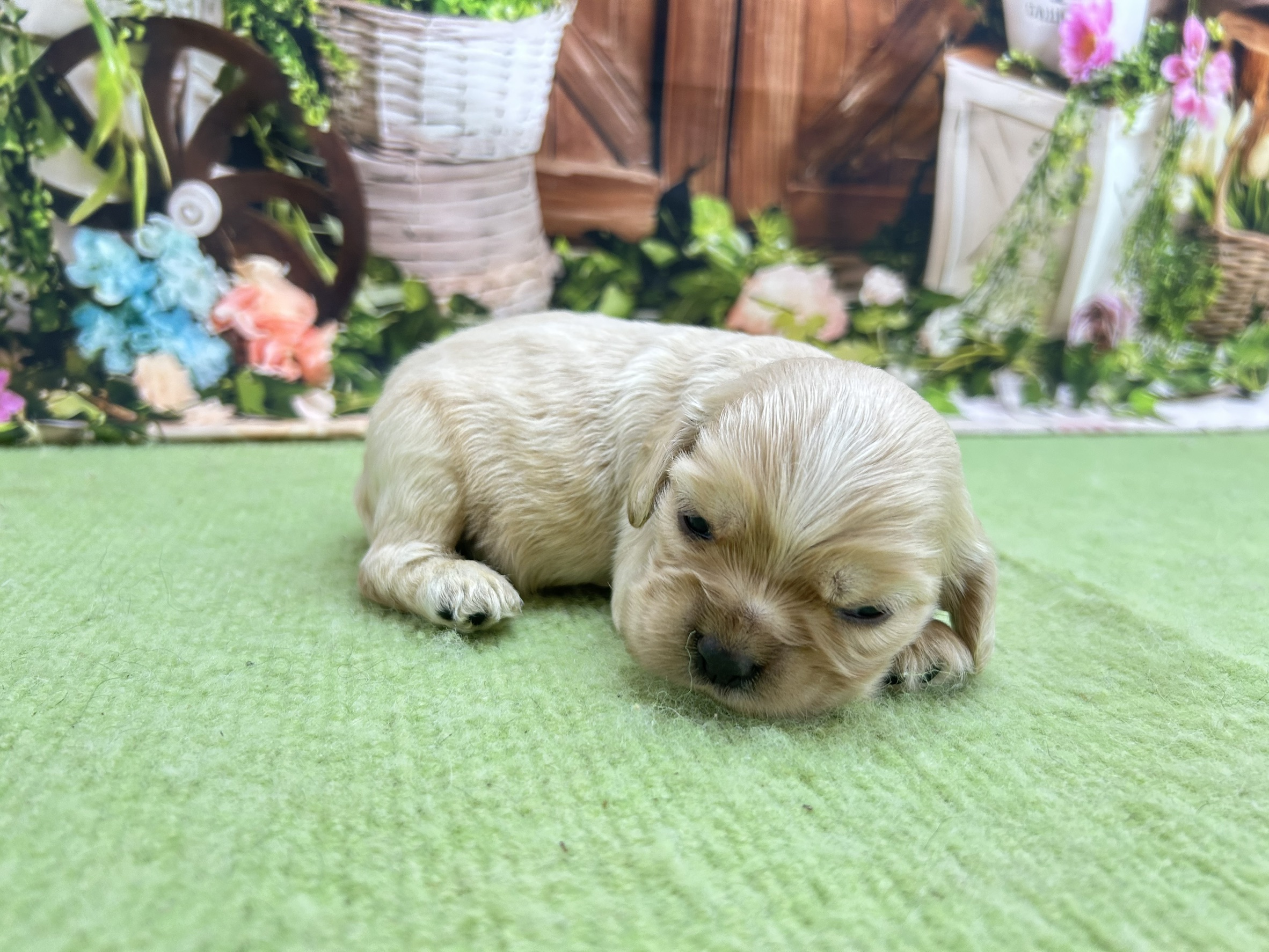 赤ちゃん写真1-2