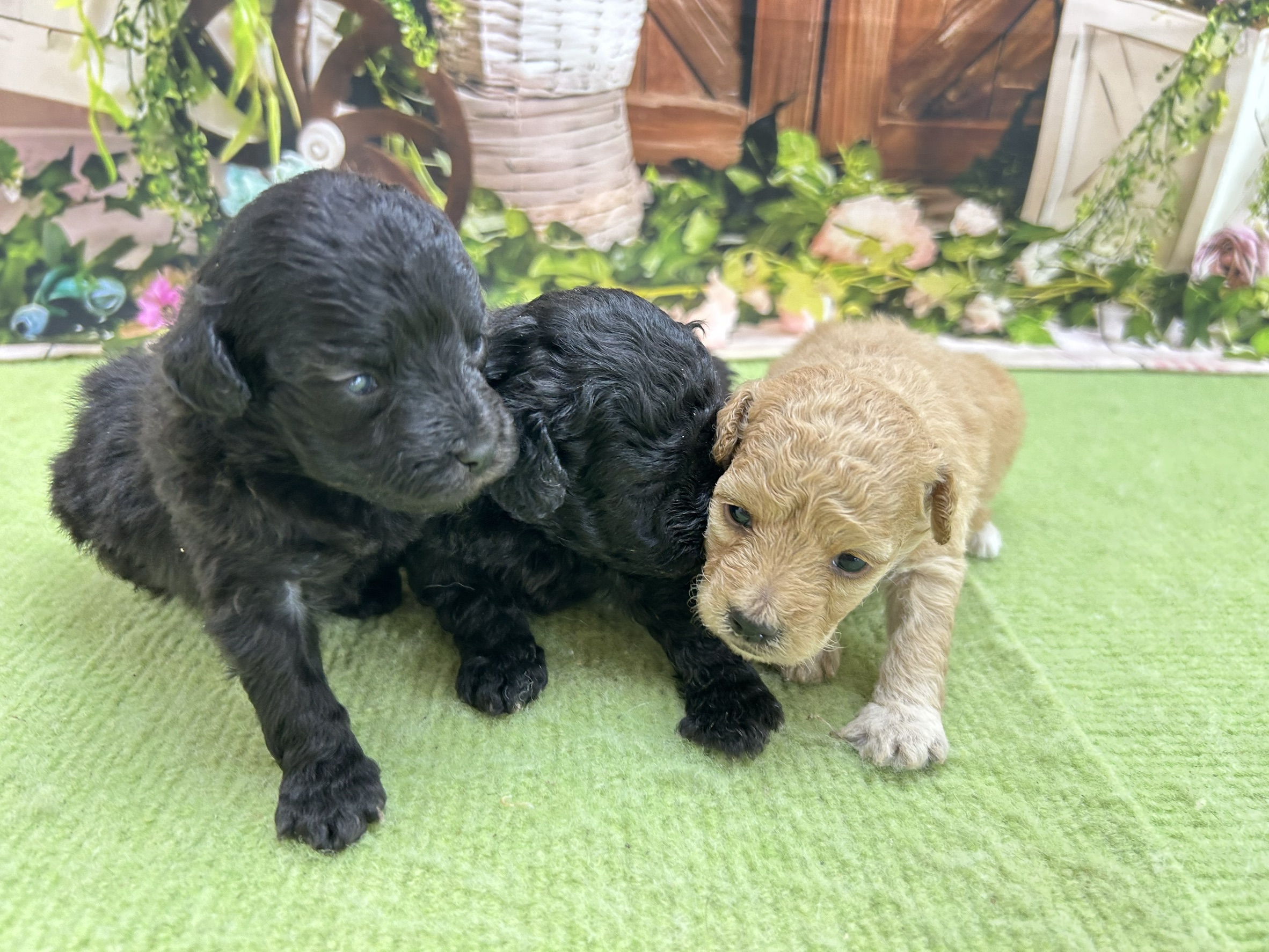 赤ちゃん写真1-3