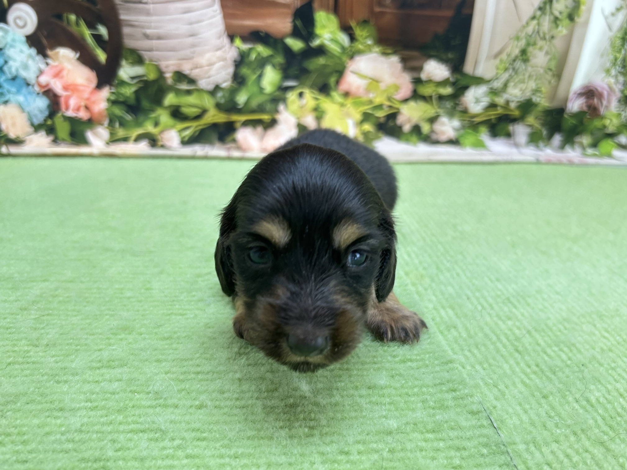 赤ちゃん写真1-1