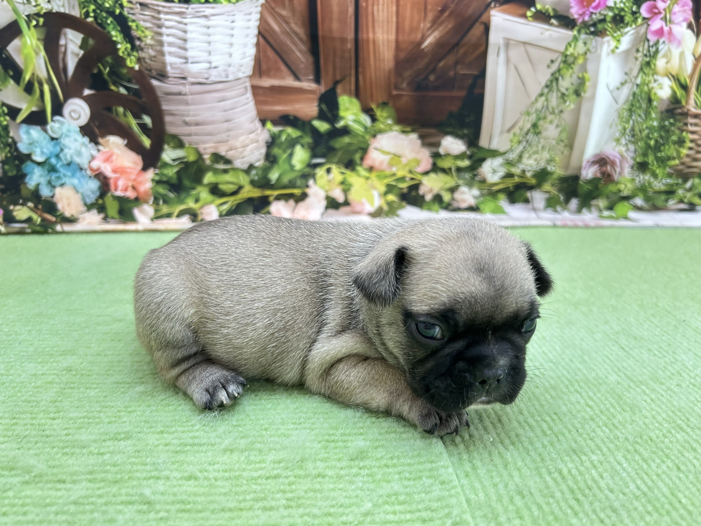 赤ちゃん写真1-2