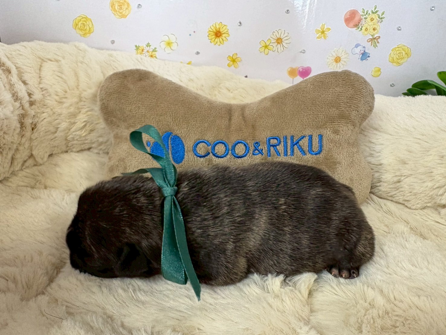 赤ちゃん写真1-2