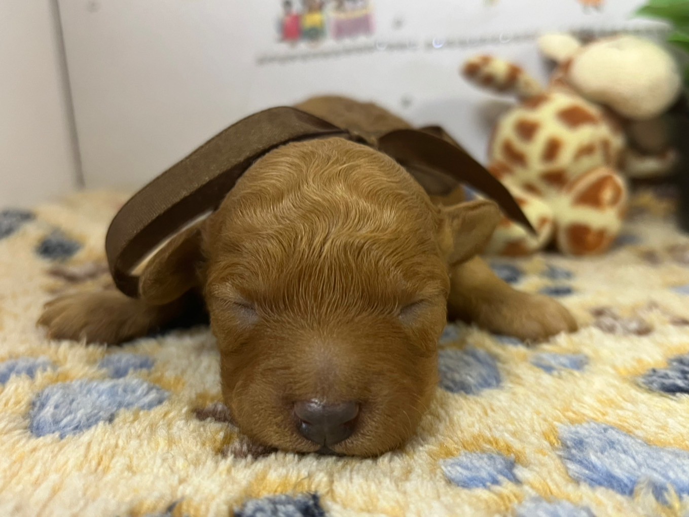 赤ちゃん写真1-1