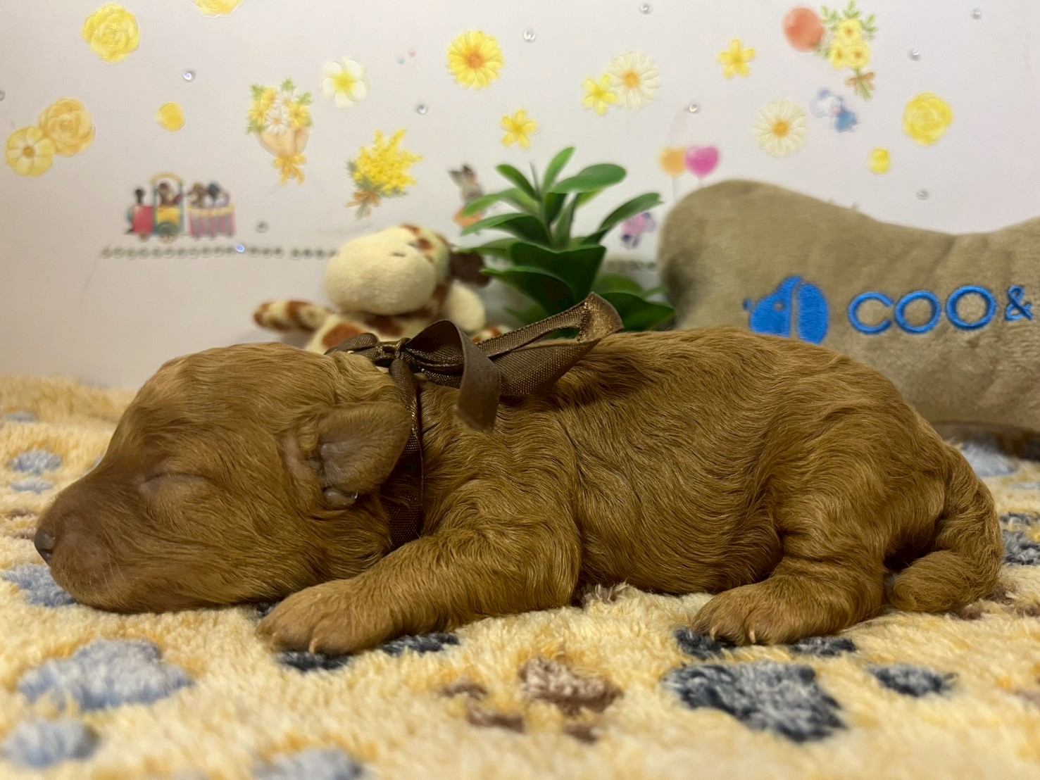 赤ちゃん写真1-2