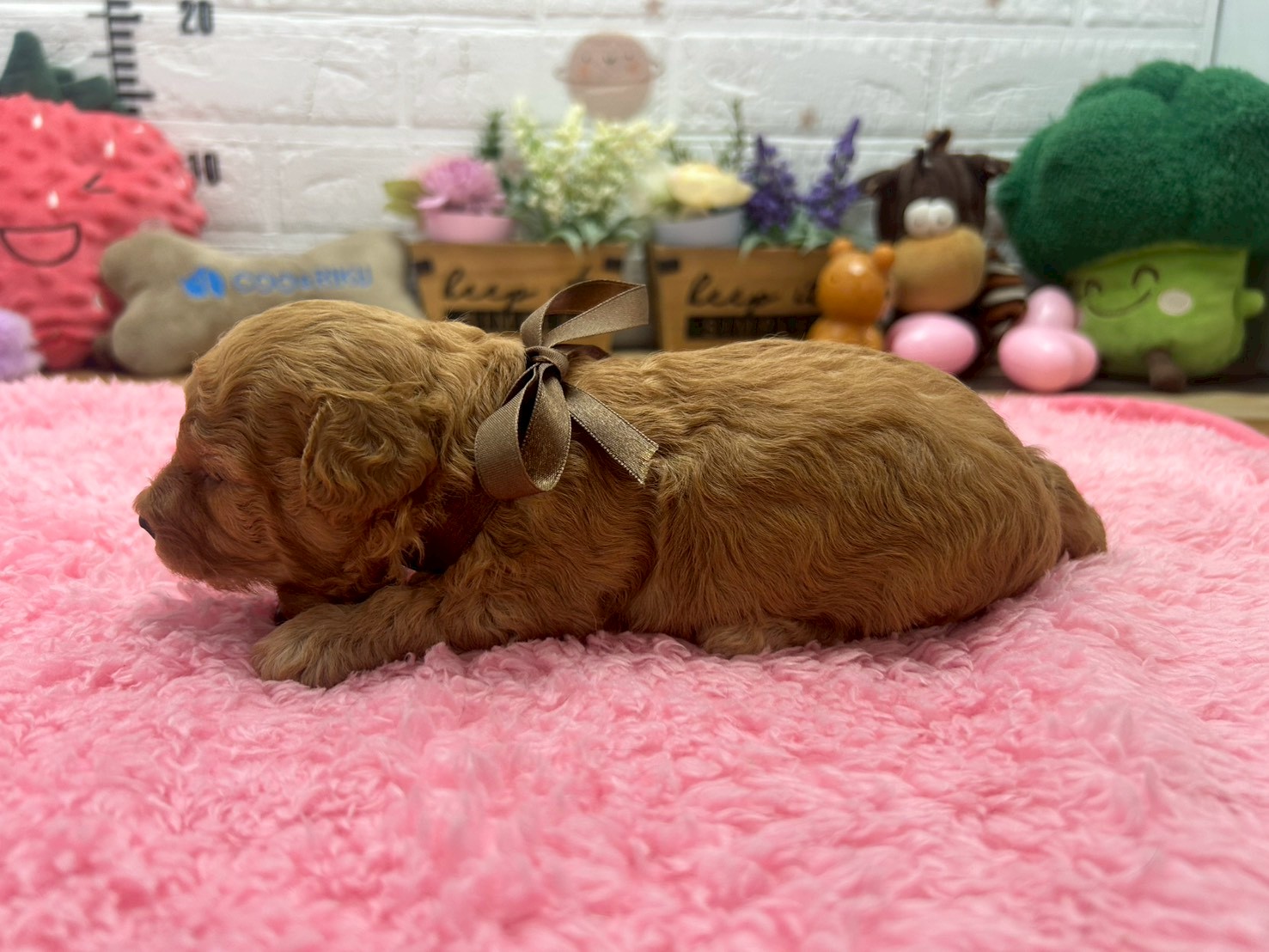赤ちゃん写真2-2
