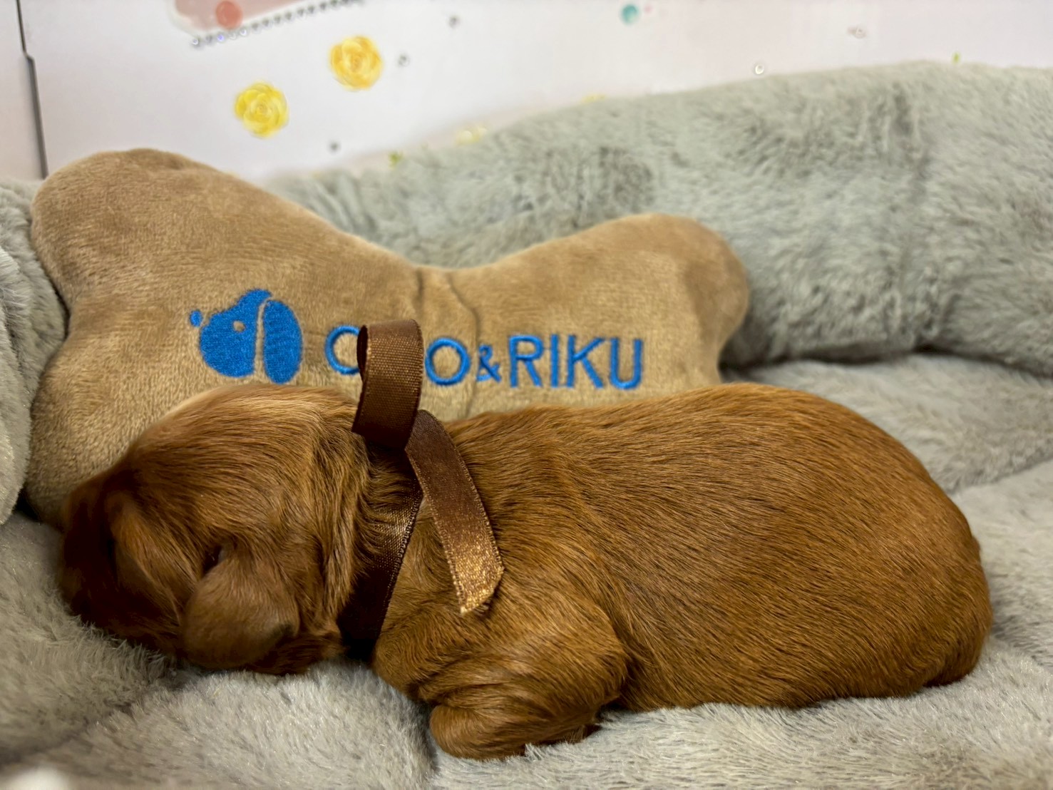 赤ちゃん写真1-2