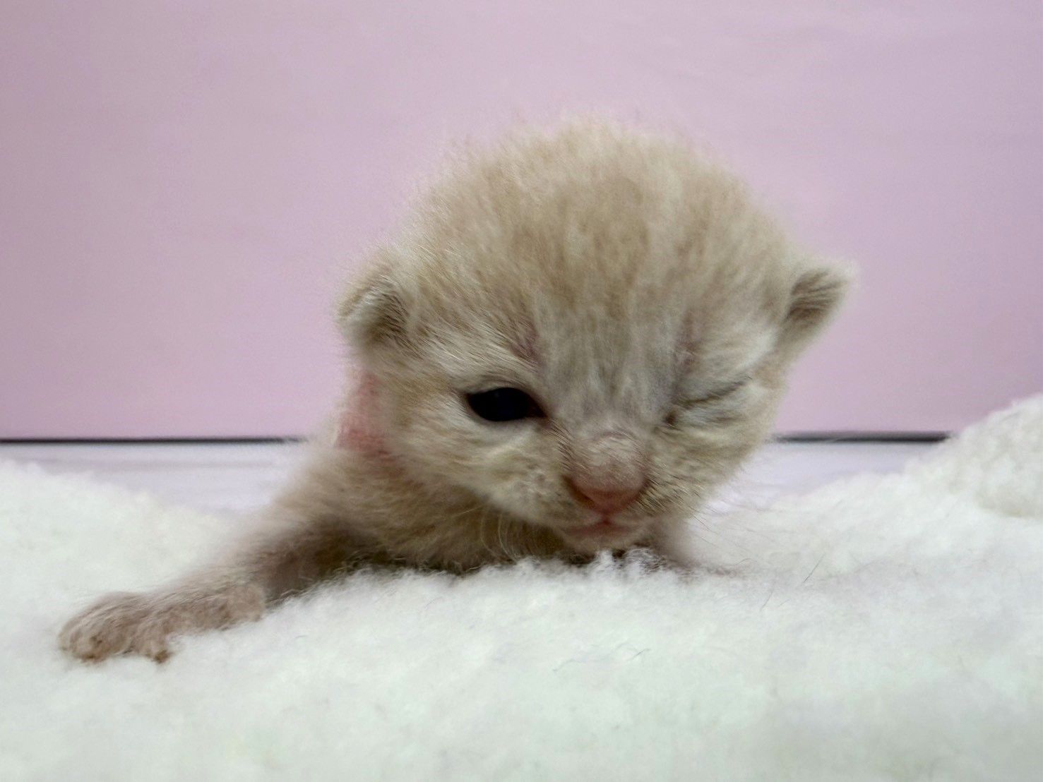赤ちゃん写真1-1
